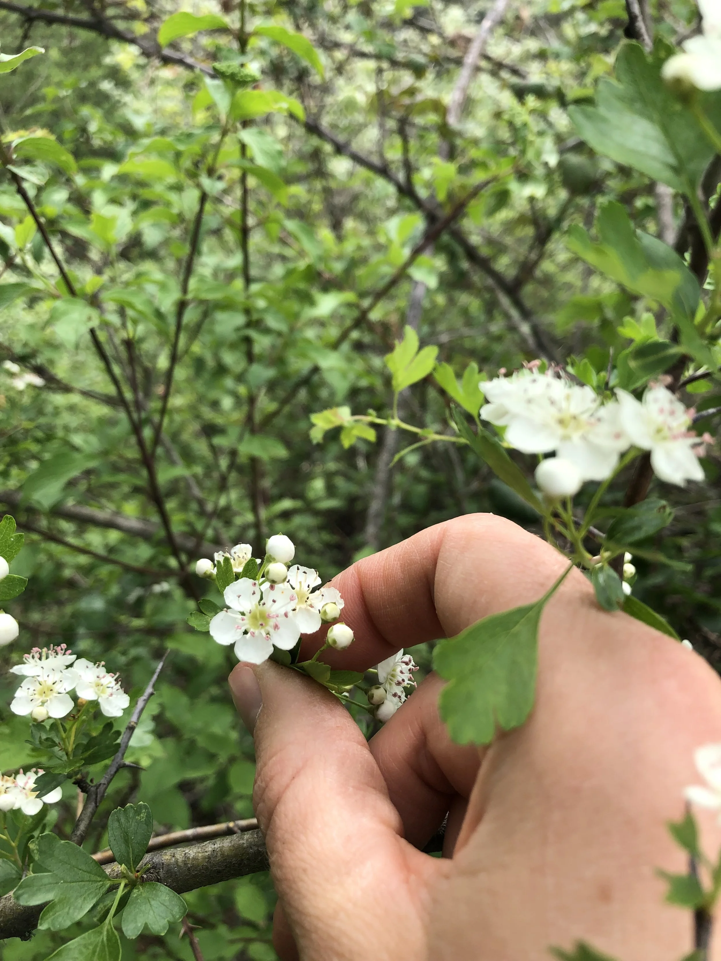 Main dans une main tenant de petites fleurs blanches avec des étamines roses, entourées de feuilles vertes dans un environnement naturel dense.