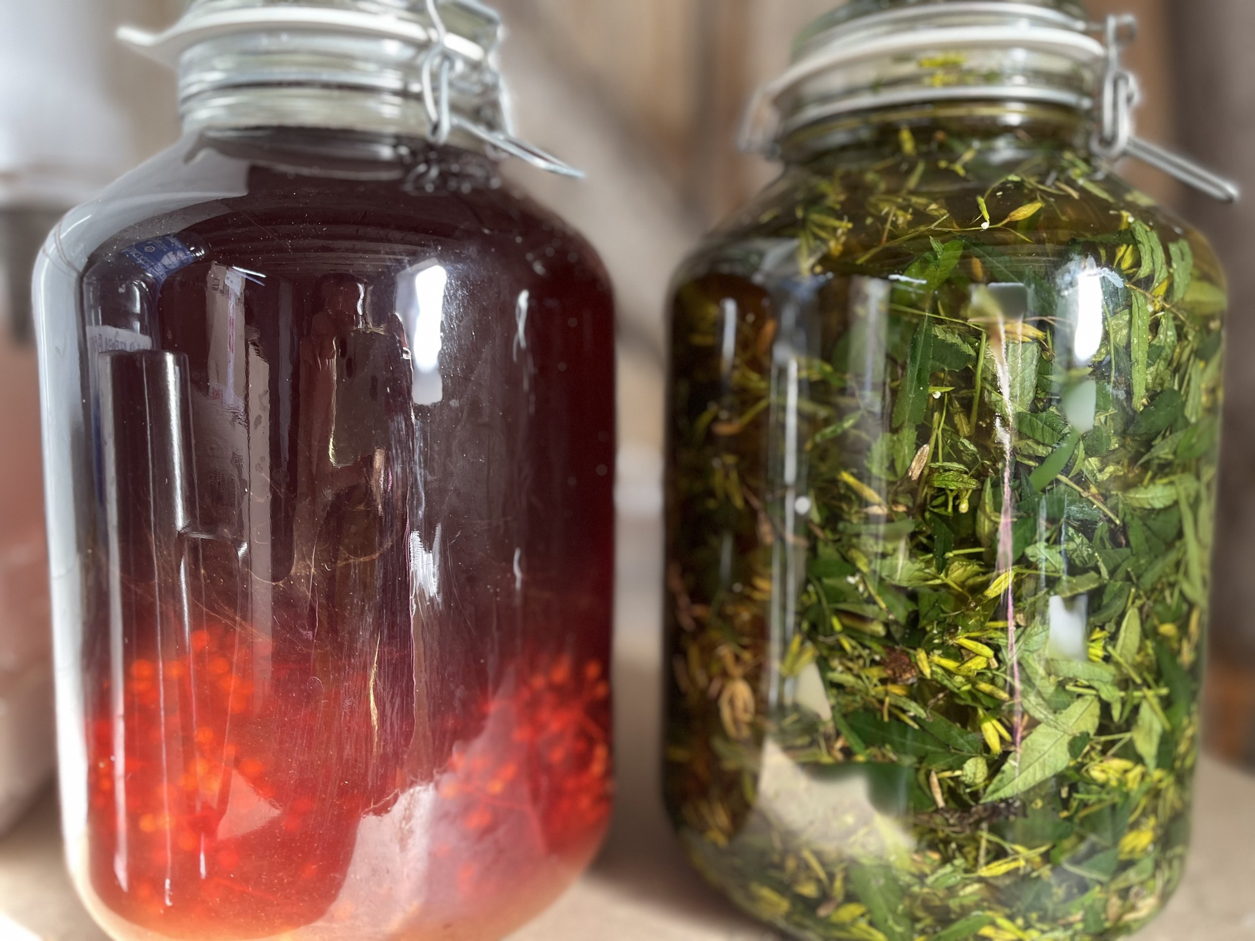 Deux bocaux en verre, l'un contenant une substance rouge foncé, l'autre rempli de feuilles vertes suspendues dans un liquide, probablement pour faire des infusions ou des conserves de plantes.