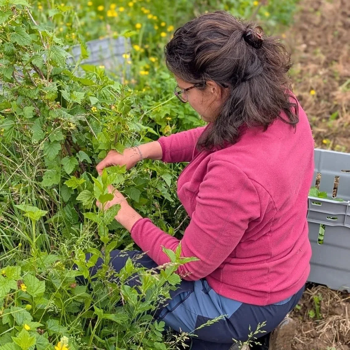 Cueilleuse plantes sauvages Savoie
