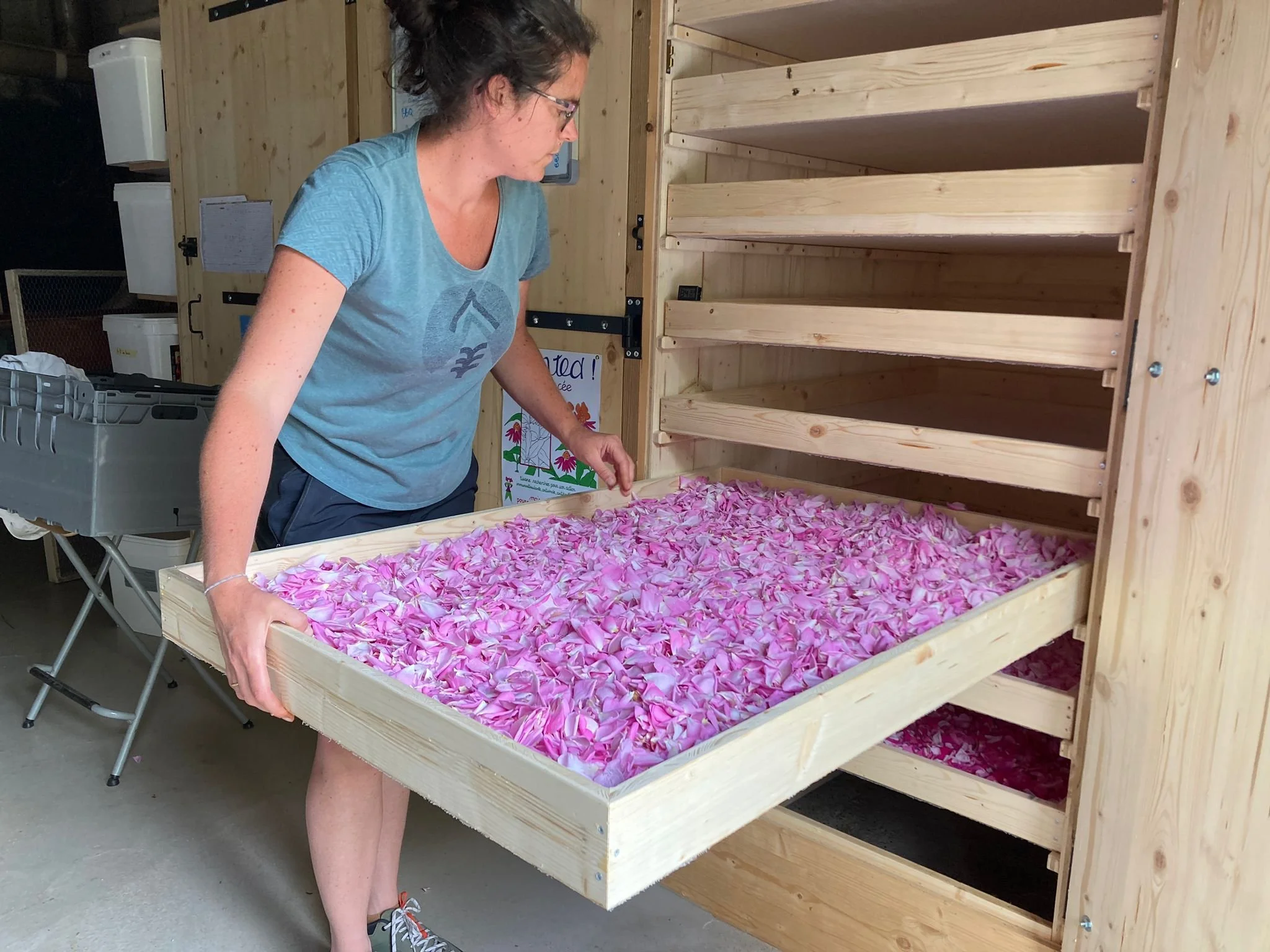 Cueilleuse de plantes médicinales et aromatique, transformation au séchoir.