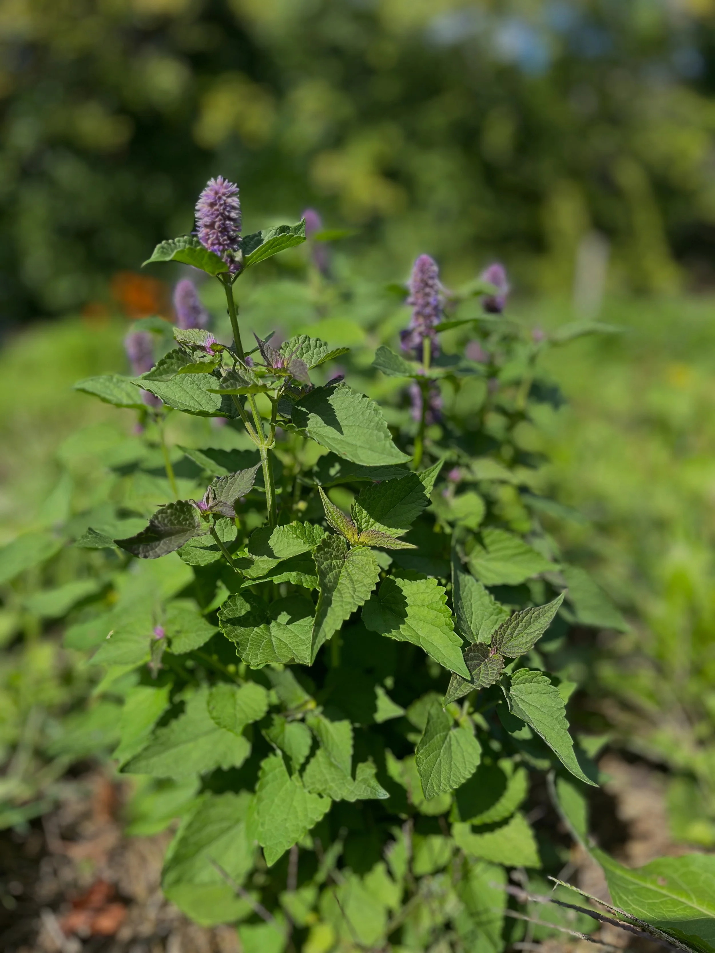 Agastache.jpeg