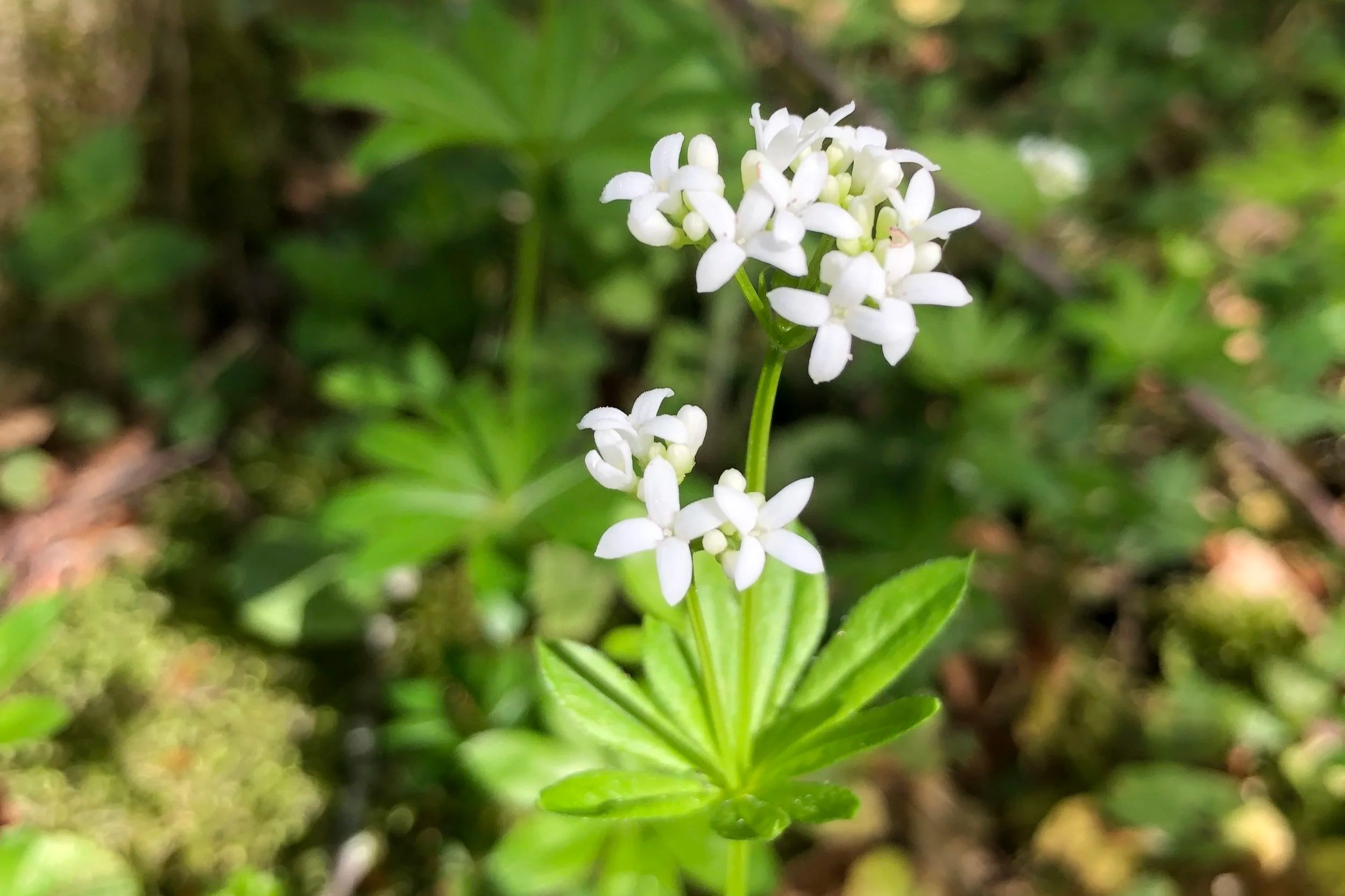 Recette gourmande Aspérule