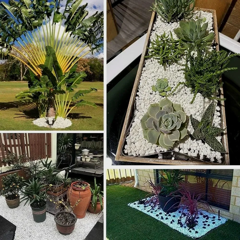 A collage of four images showcasing different outdoor and indoor landscaping with plants. The top left image features a large palm plant in a decorative white gravel bed outside. The top right image shows a rectangular wooden planter box with various