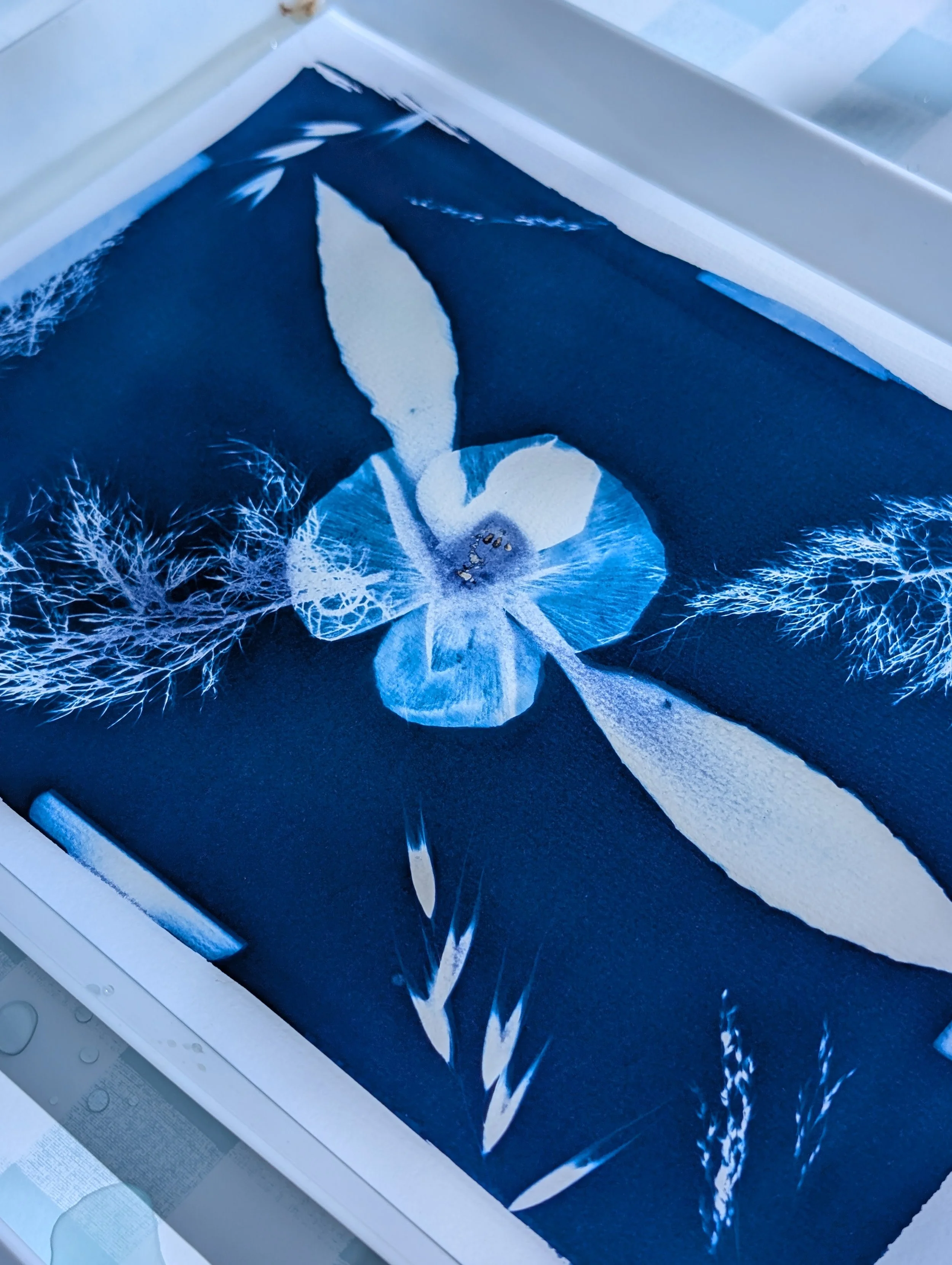Cyanotype print