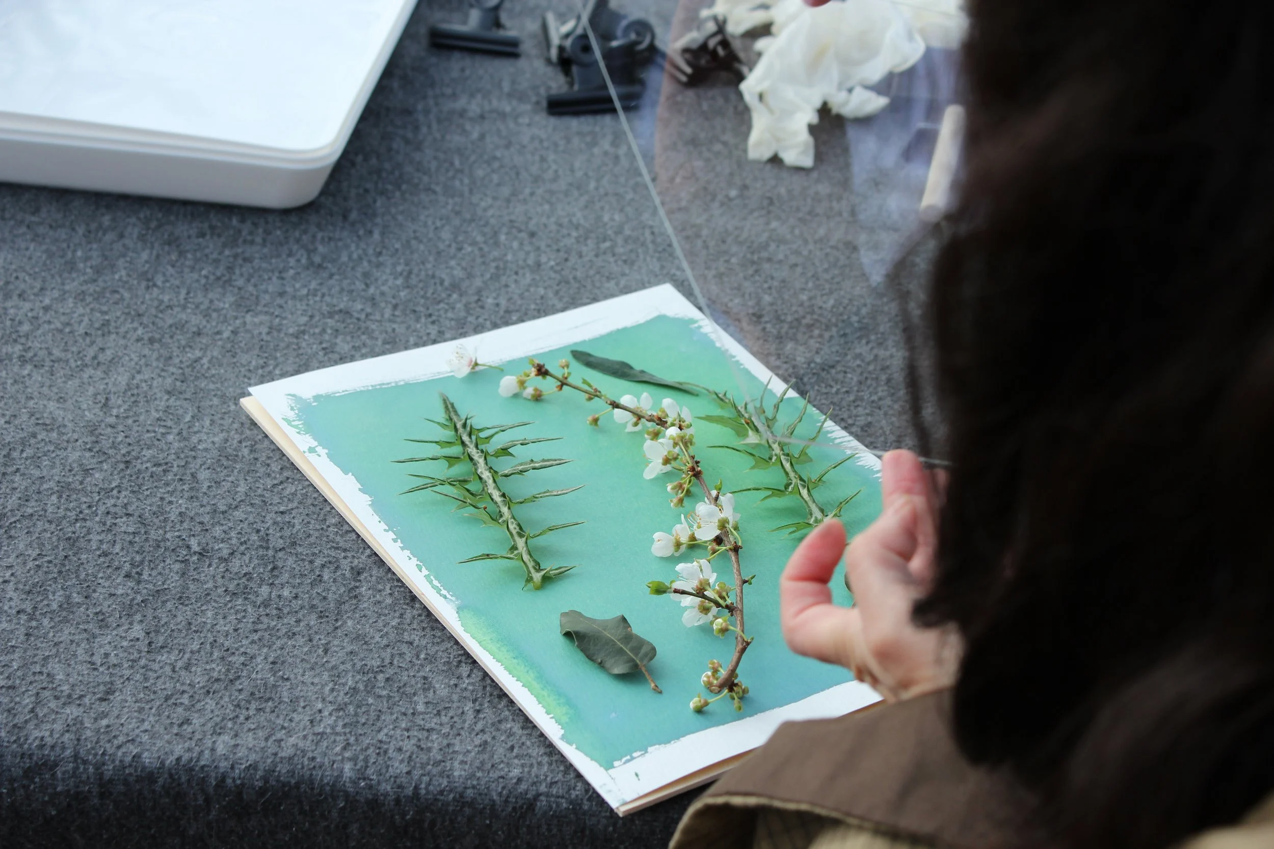 Making Cyanotype print