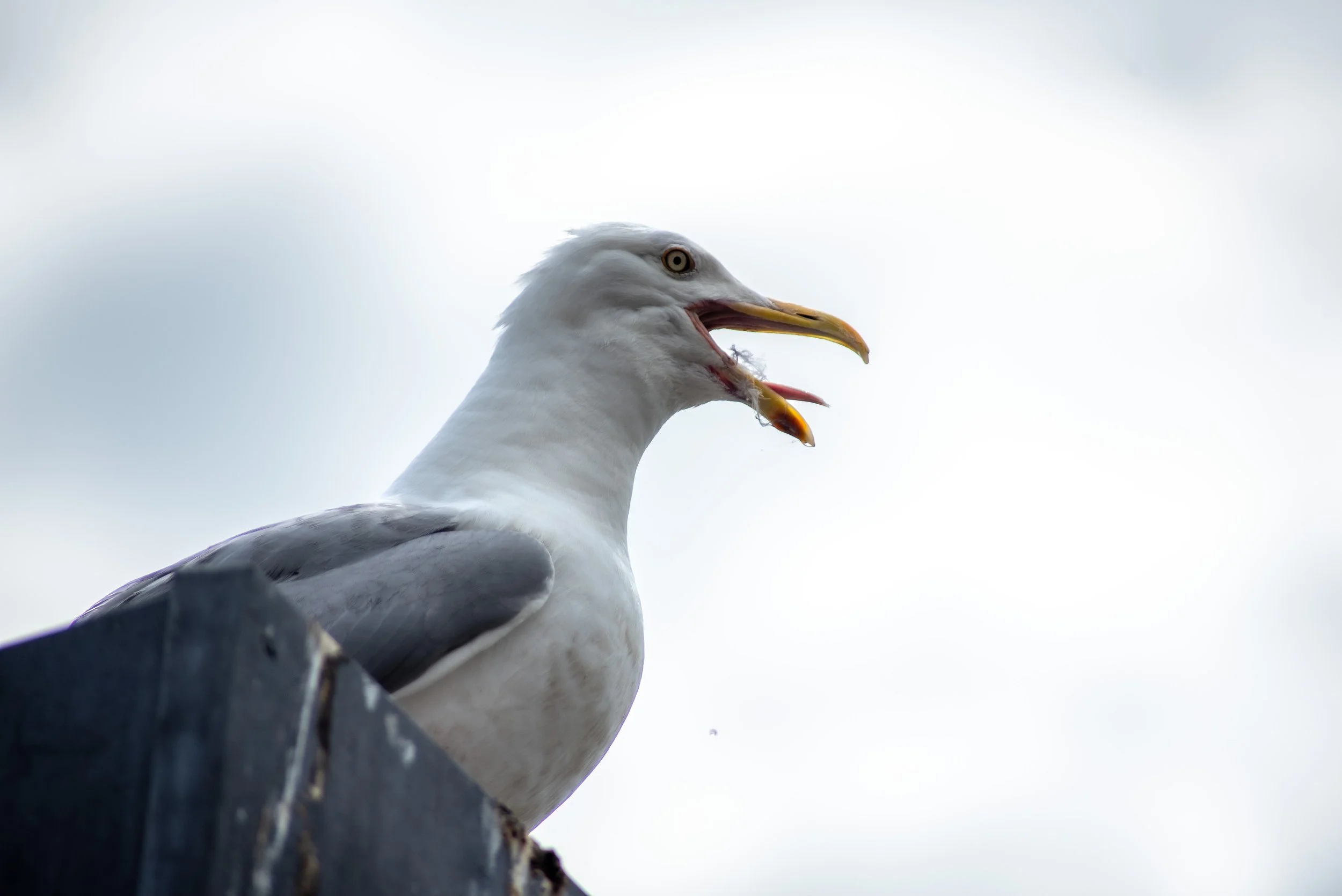 Noah_Gulls_29.jpg
