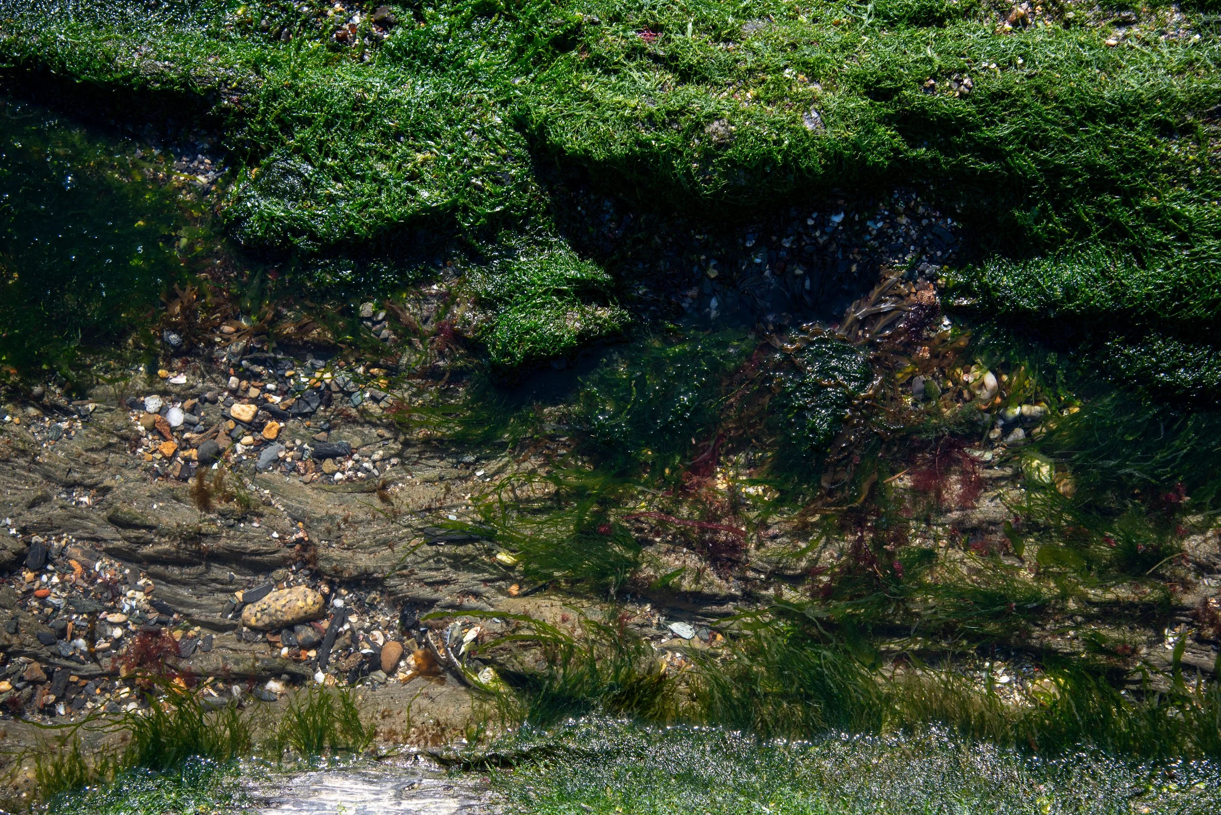 Tide_Pools_04132024_AB_25.jpg