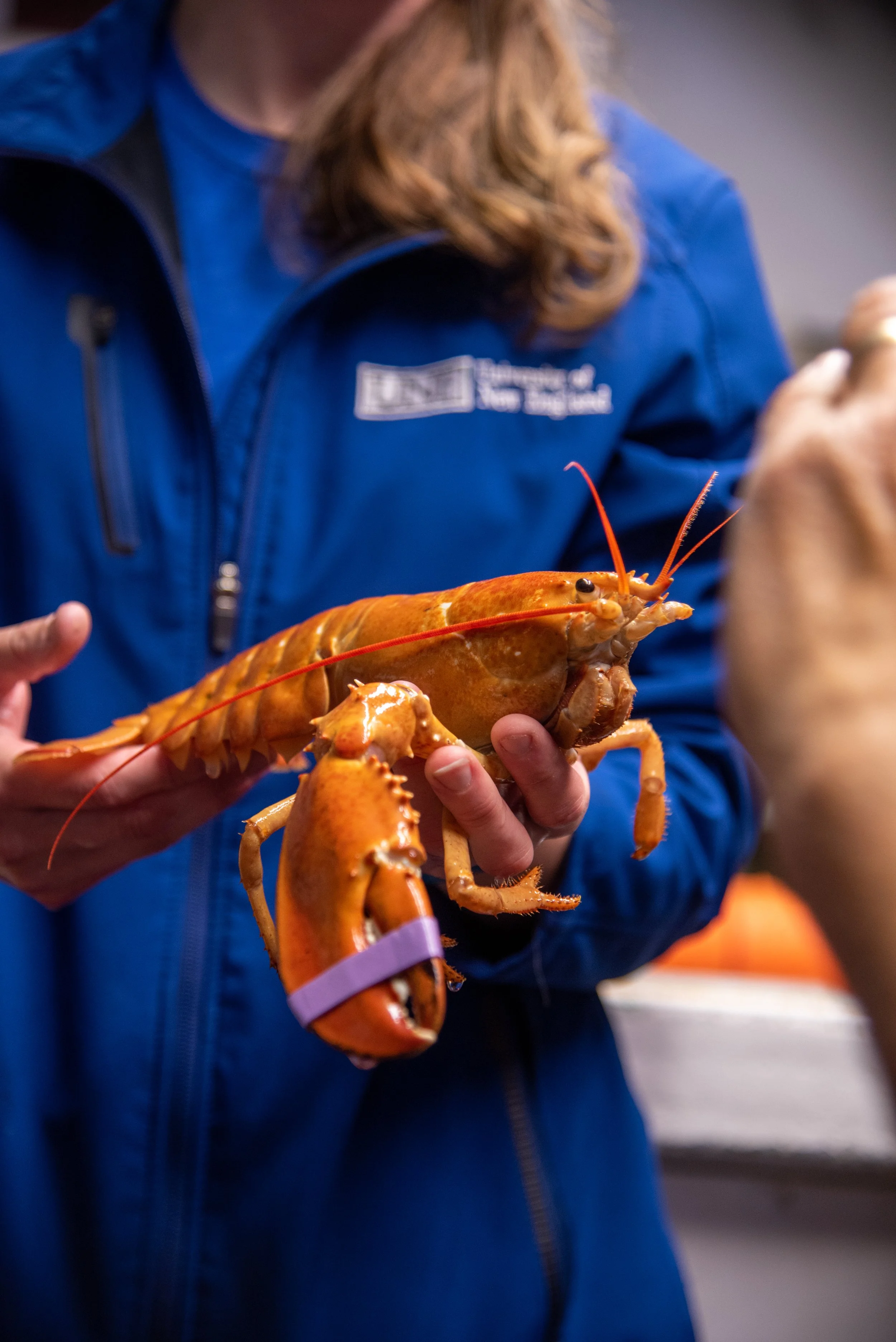 Orange_Lobster_060523_5.jpg