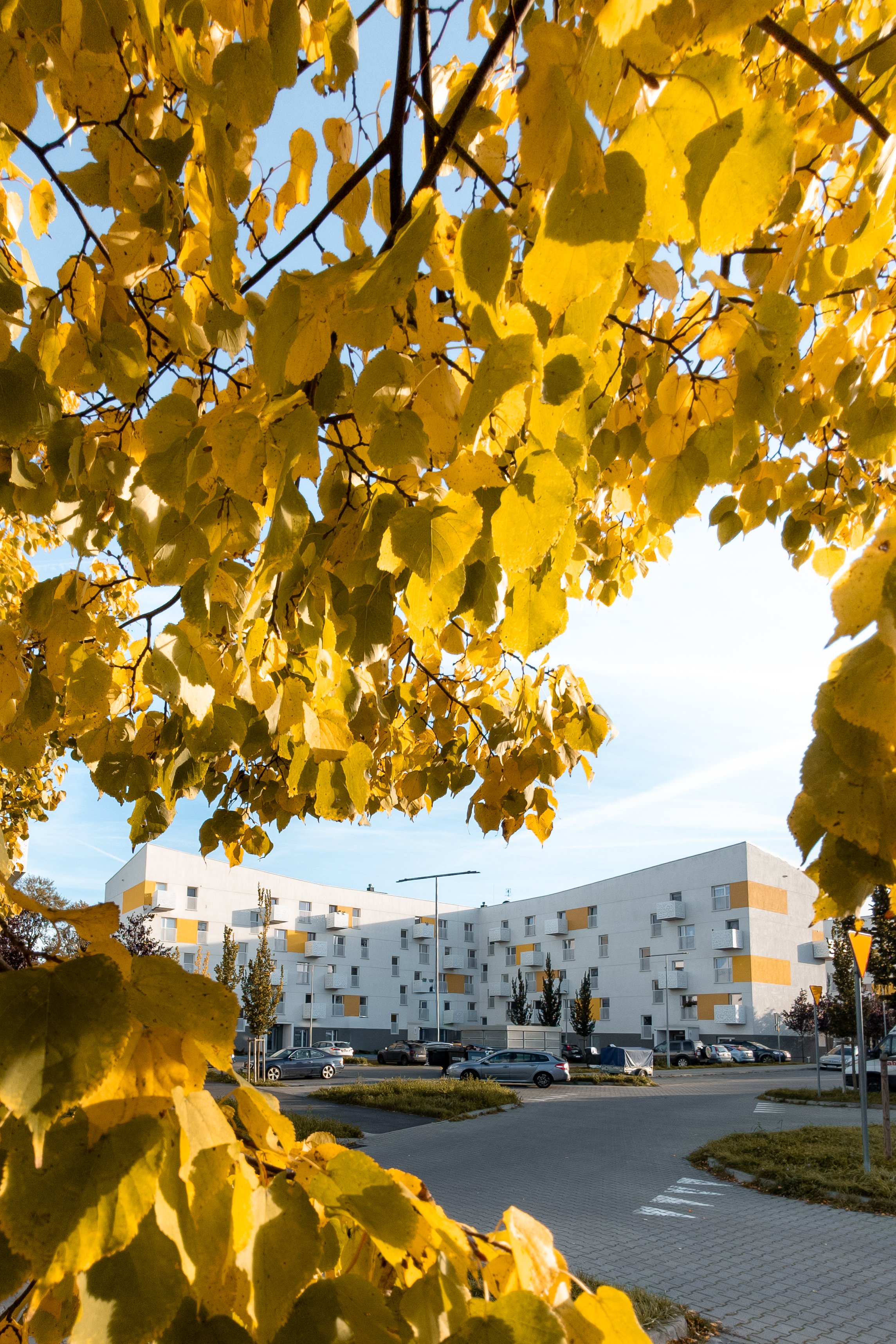Yellow autumn leaves in the foreground with a white residential building and parked cars in the background under a blue sky.