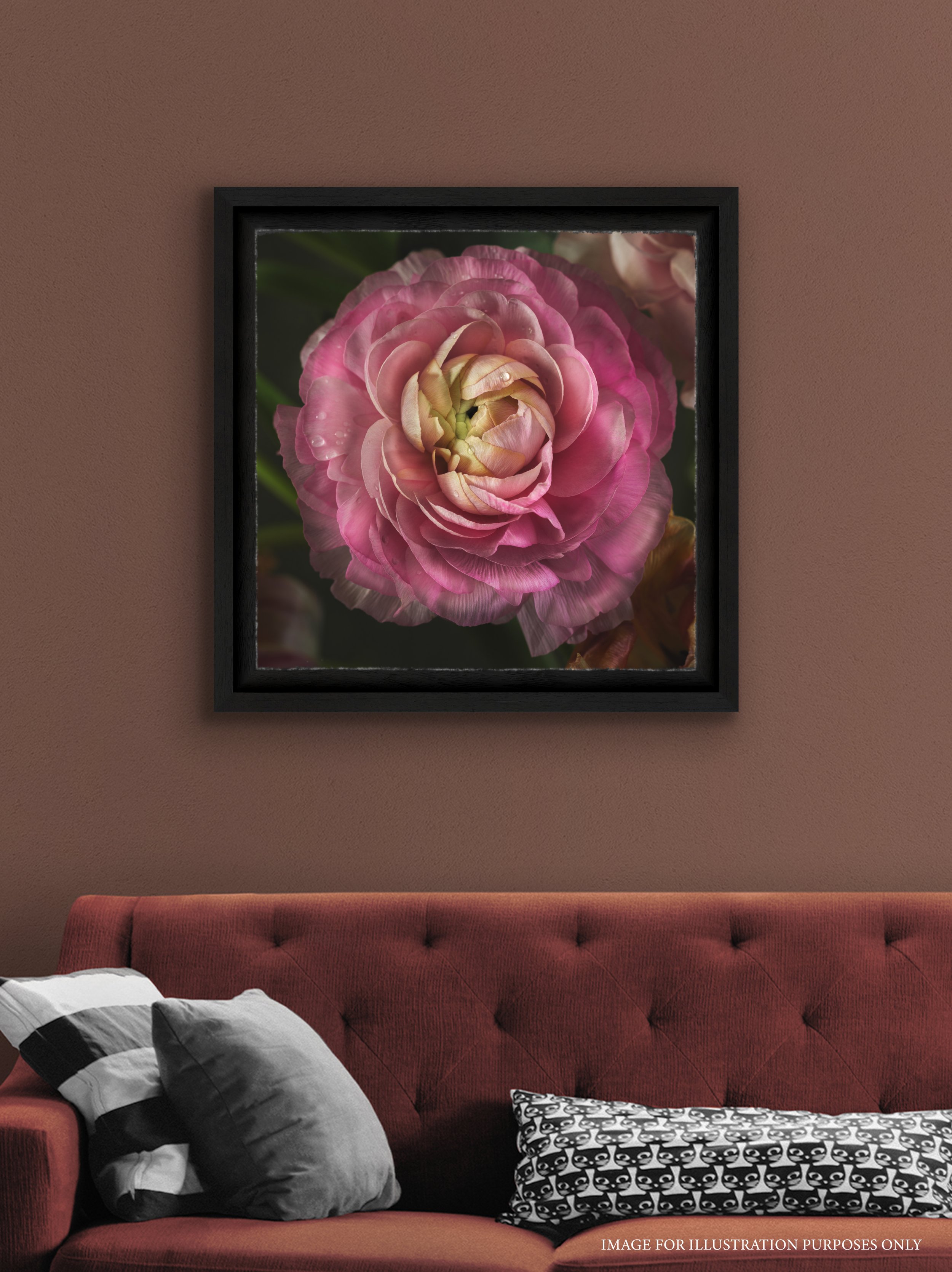 Close-up of a pink ranunculus flower with water droplets on its petals, framed and hanging on a brown wall above a red sofa with black and white pillows.