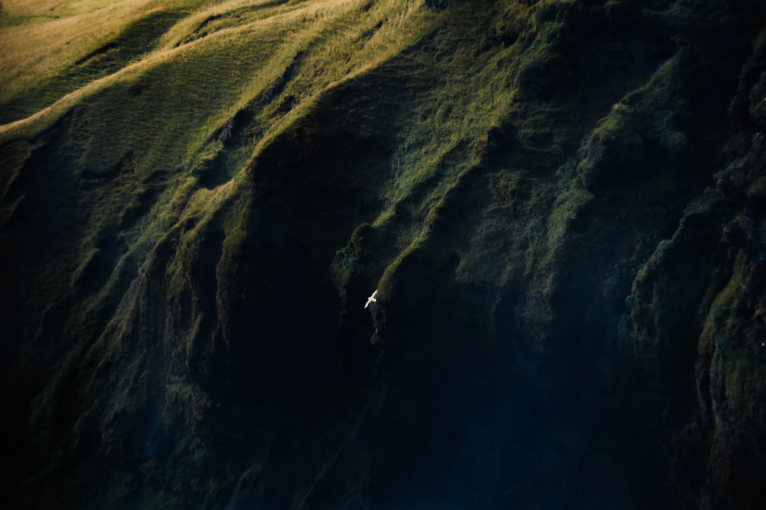 Près d'une falaise verdoyante, un oiseau blanc vole dans l'air, parmi les rochers et la végétation dense.