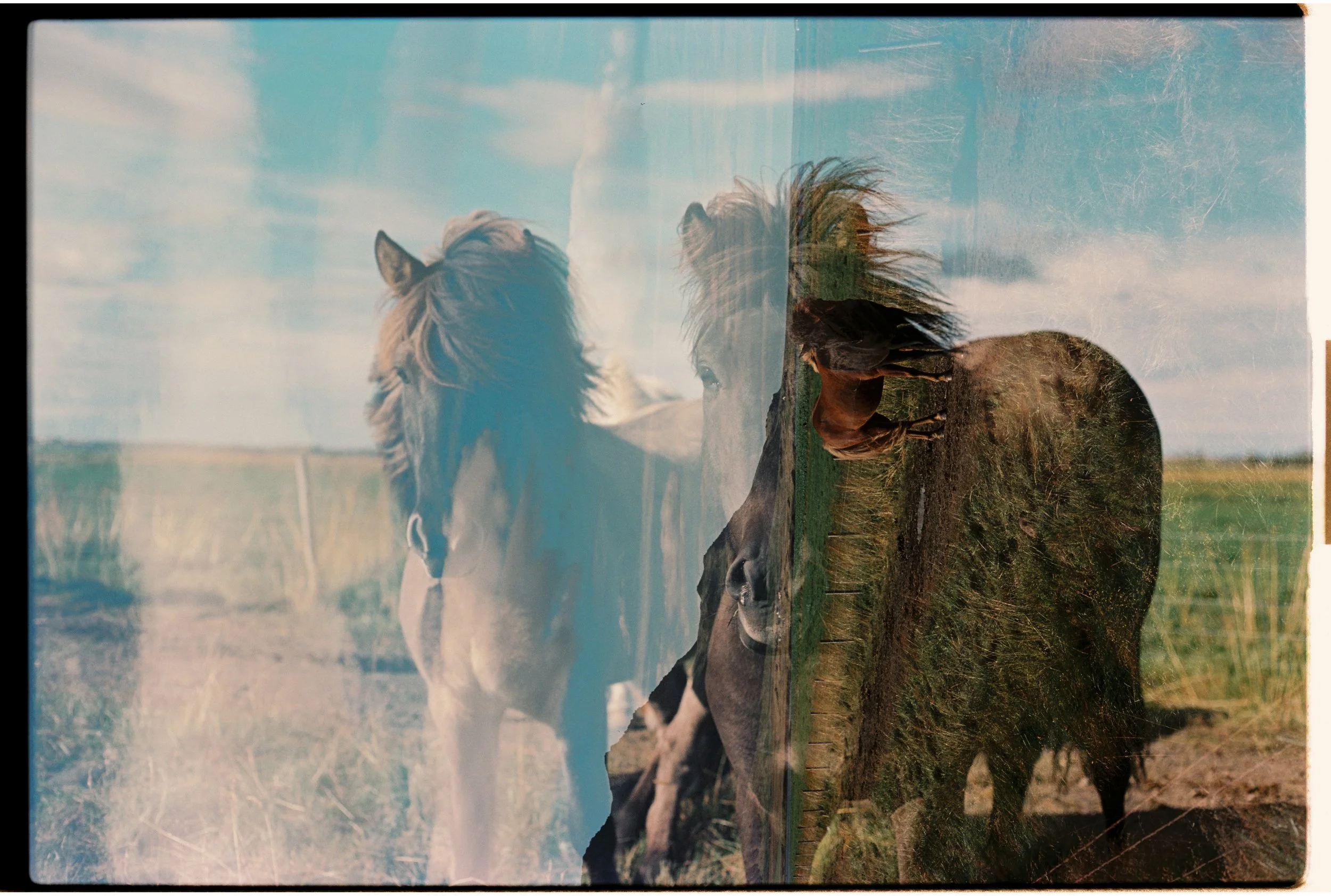 Une image double exposition montrant un cheval et un bison dans un paysage de prairie avec un ciel bleu et des nuages.