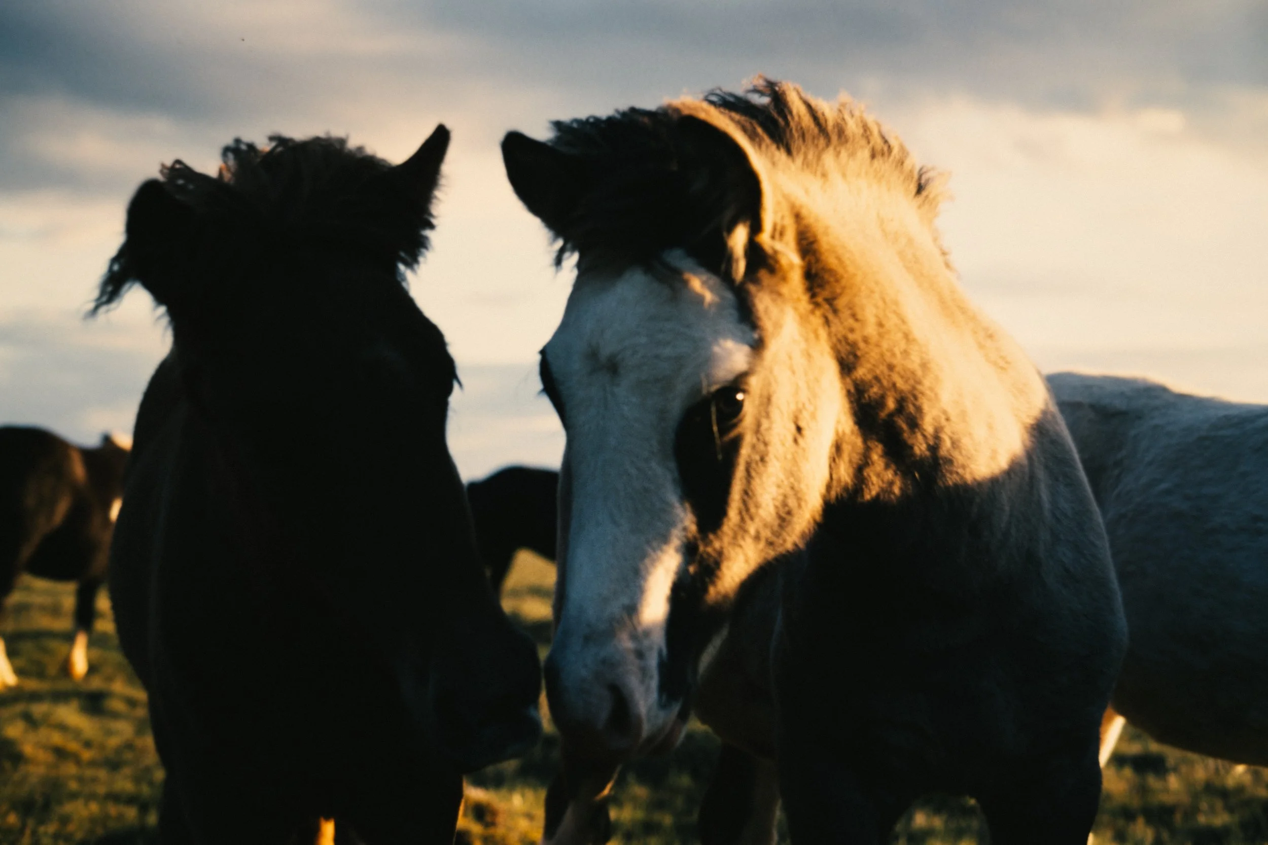 Deux chevaux se touchent le museau dans un champ au coucher du soleil.