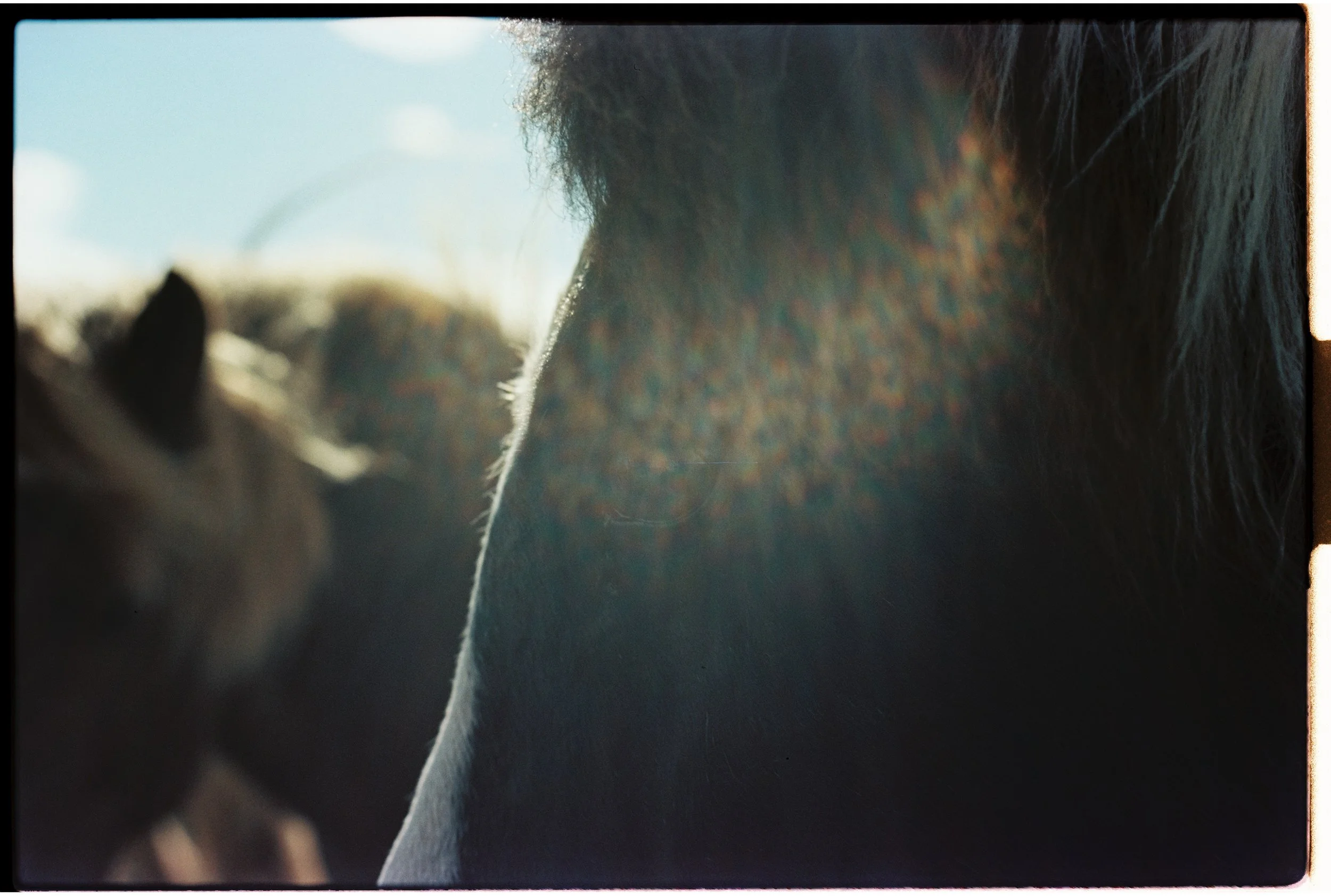 Gros plan sur les visages de deux chevaux, avec un arrière-plan flou et une lumière naturelle.