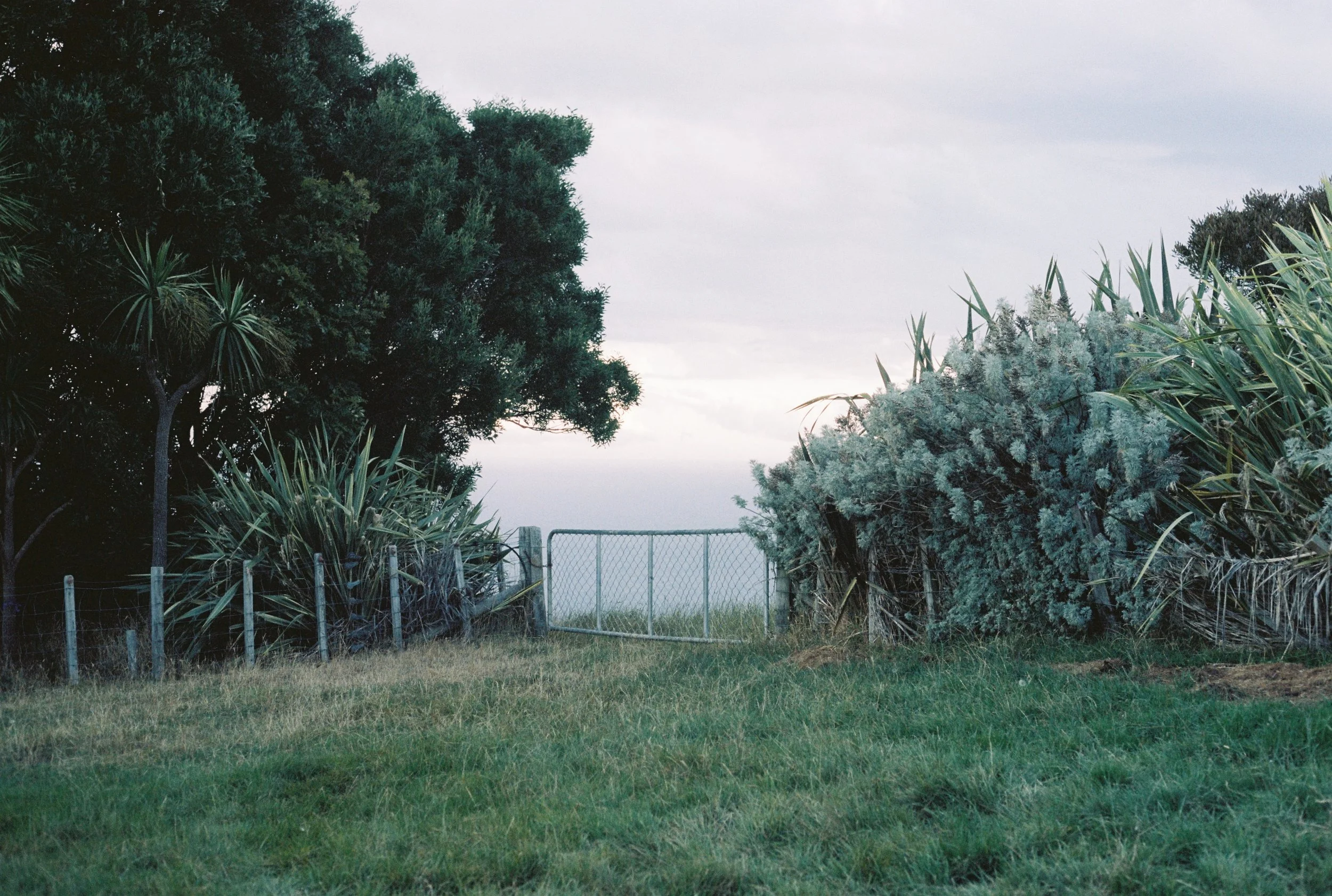 Une clôture en métal séparant un chemin herbeux de végétation dense avec des arbres et des buissons, sous un ciel nuageux.