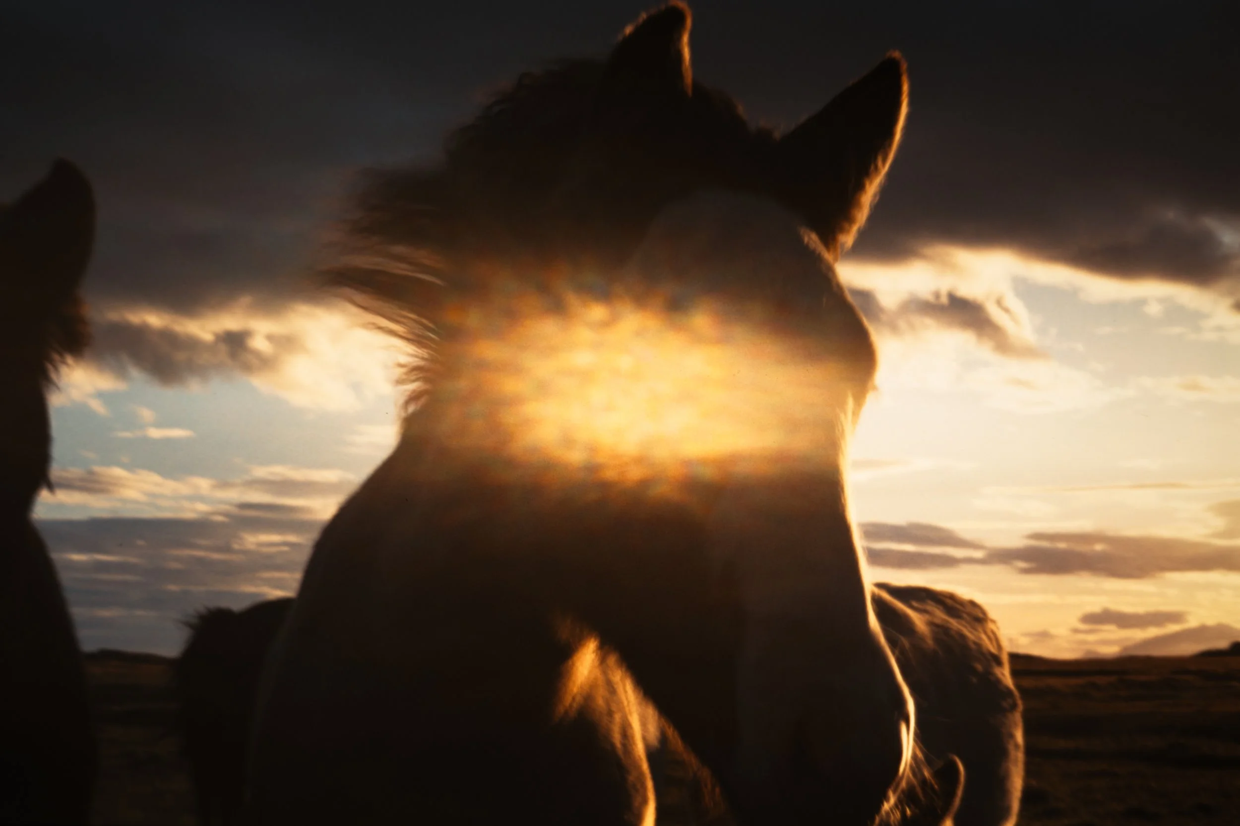 Silhouette d'un cheval au coucher du soleil avec des nuages dans le ciel
