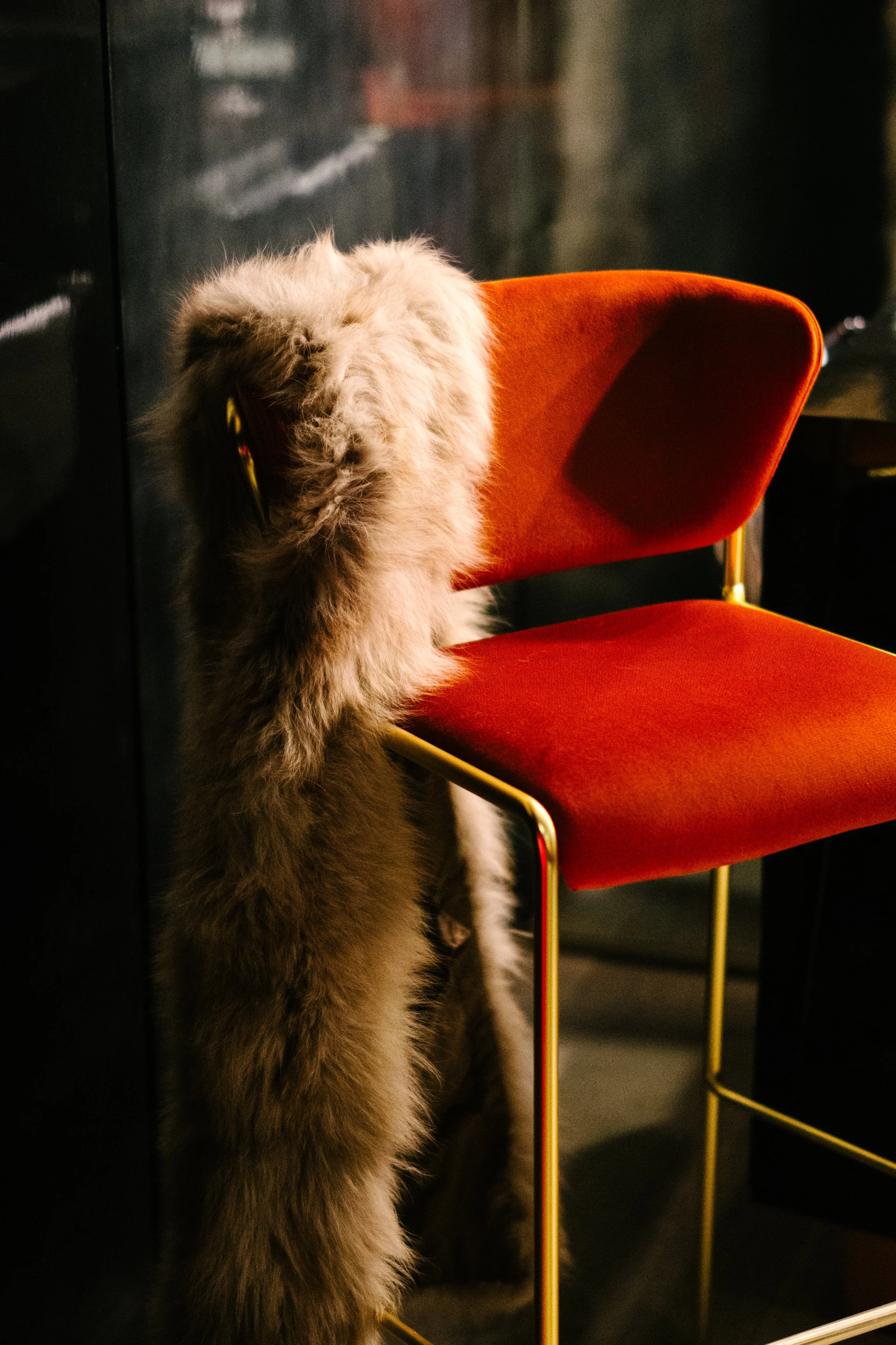Un chat angora gris clair avec des yeux jaunes, perché sur une chaise orange en velours avec une structure en métal doré, dans un intérieur sombre.