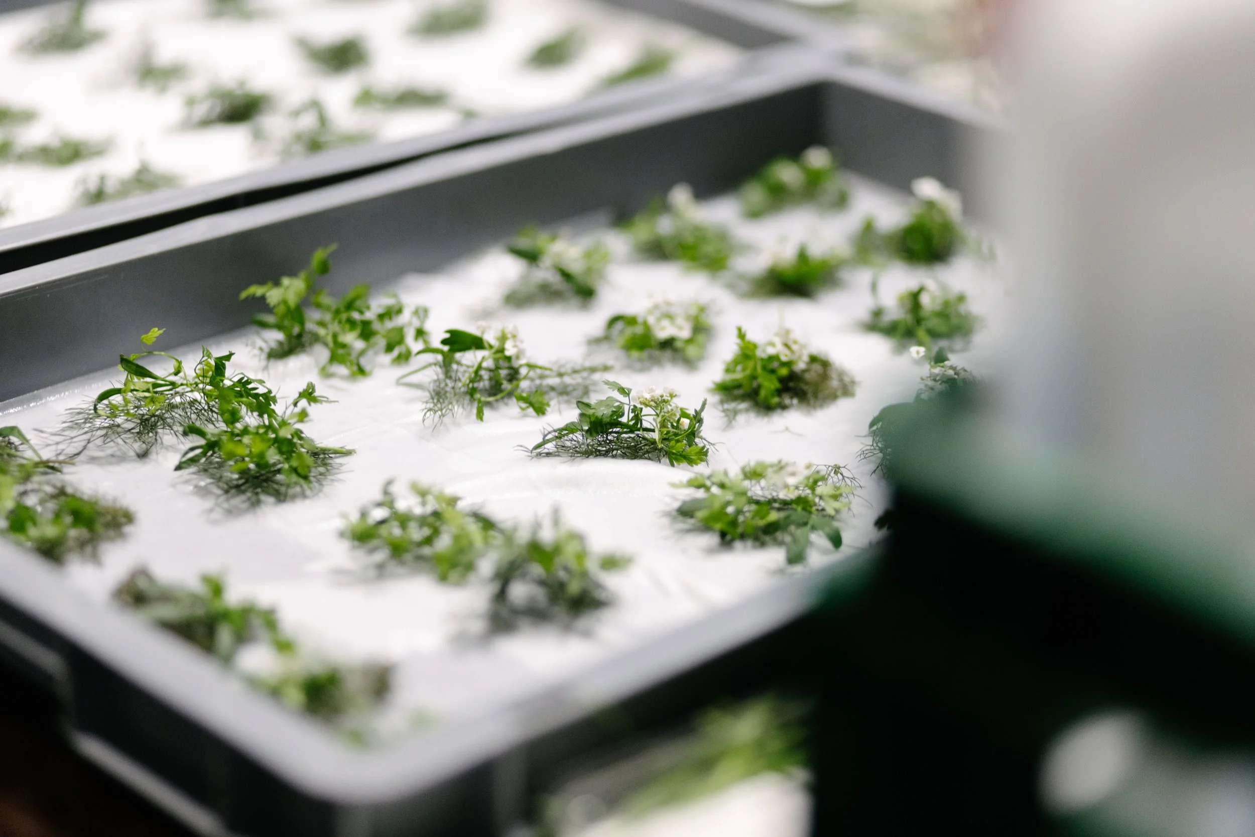 Plantes en train de pousser dans une cuve d'eau dans un environnement contrôlé.