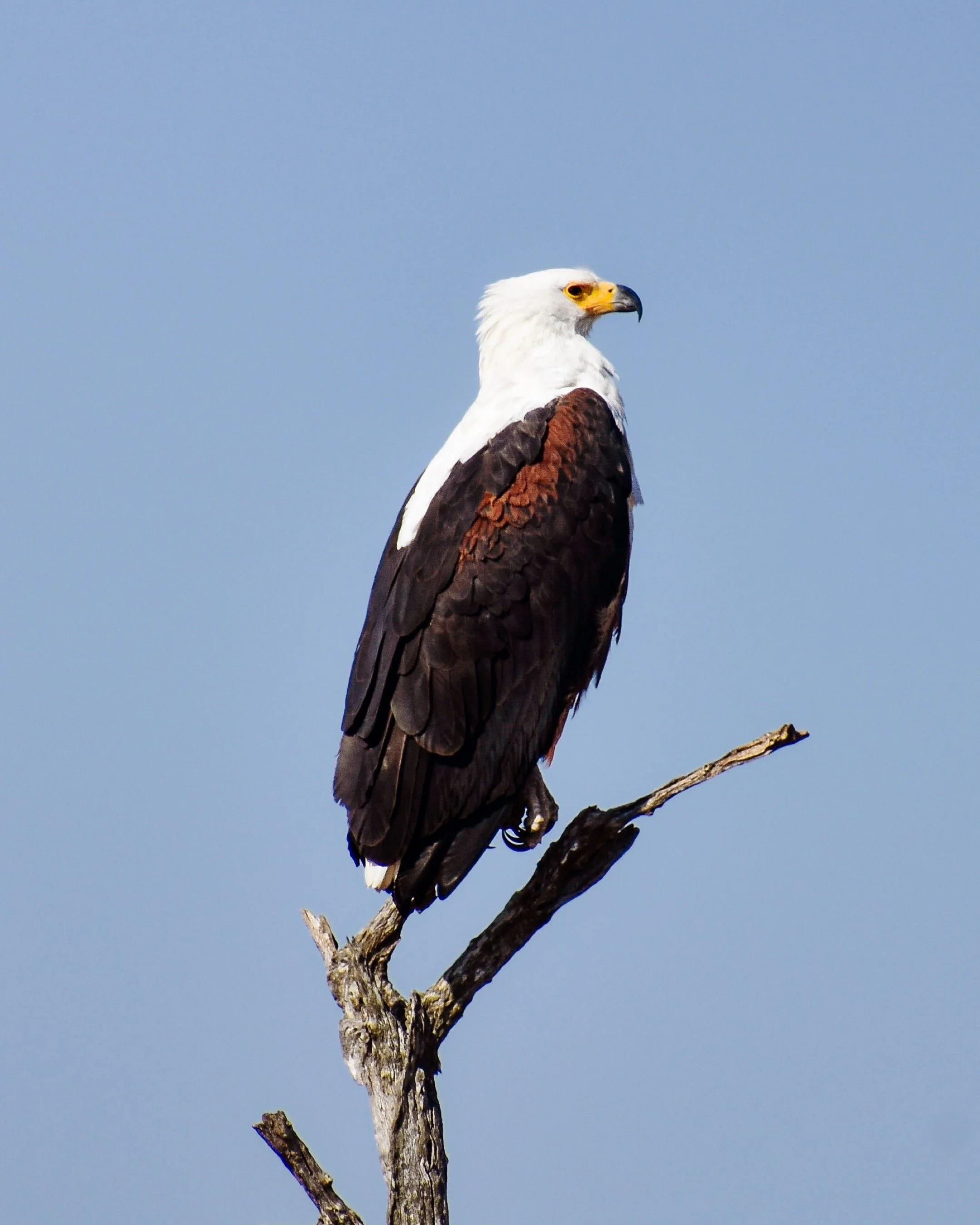 An African fish eagle perched on a tree branch against a clear blue sky.