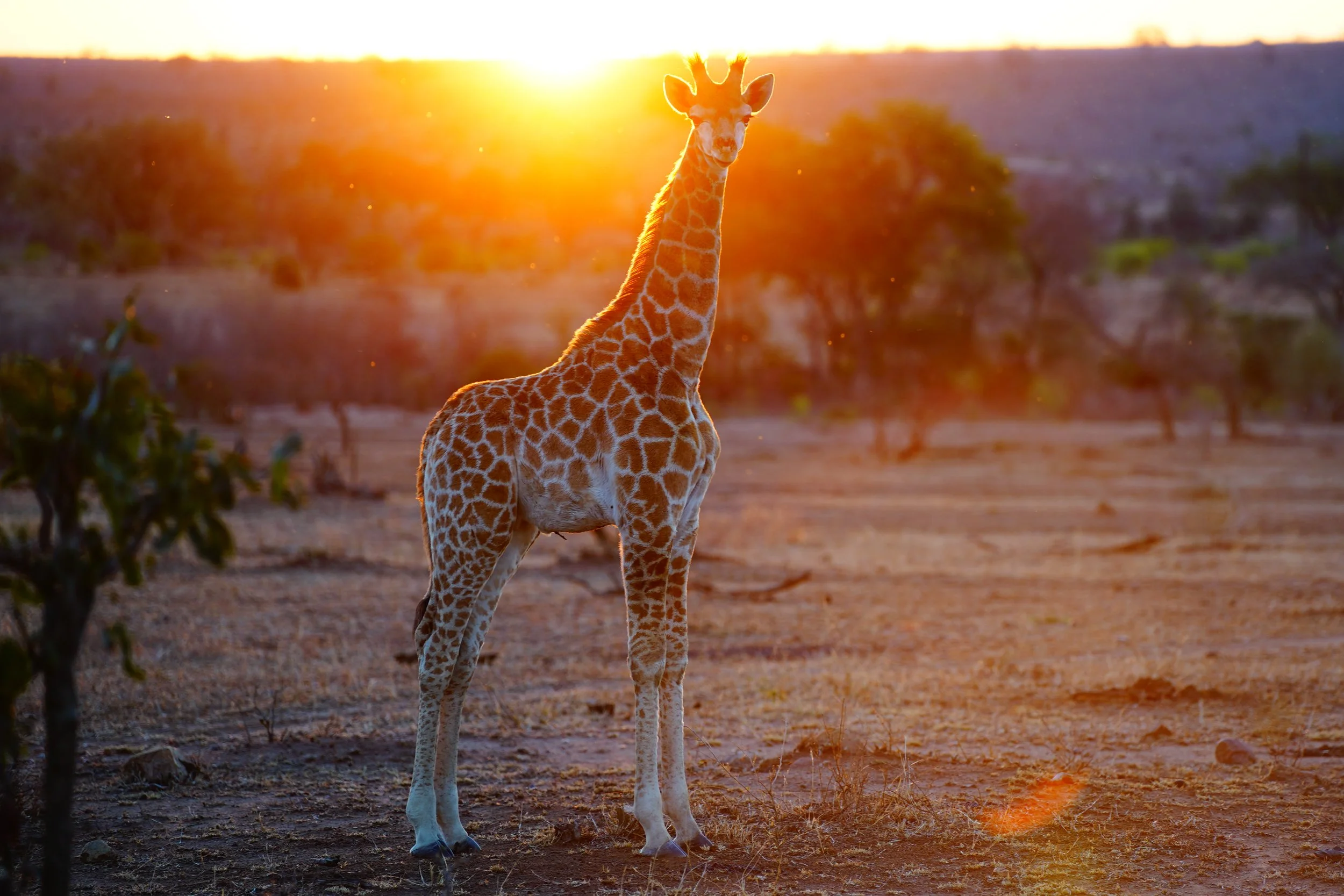 A young giraffe silhouetted against a warm African sunset, a peaceful scene that reflects the rhythm of life in the bush.