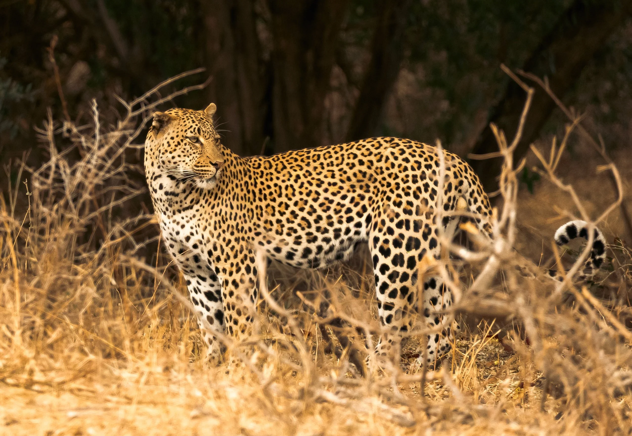 A leopard standing in dry grass, with a dark forest background.