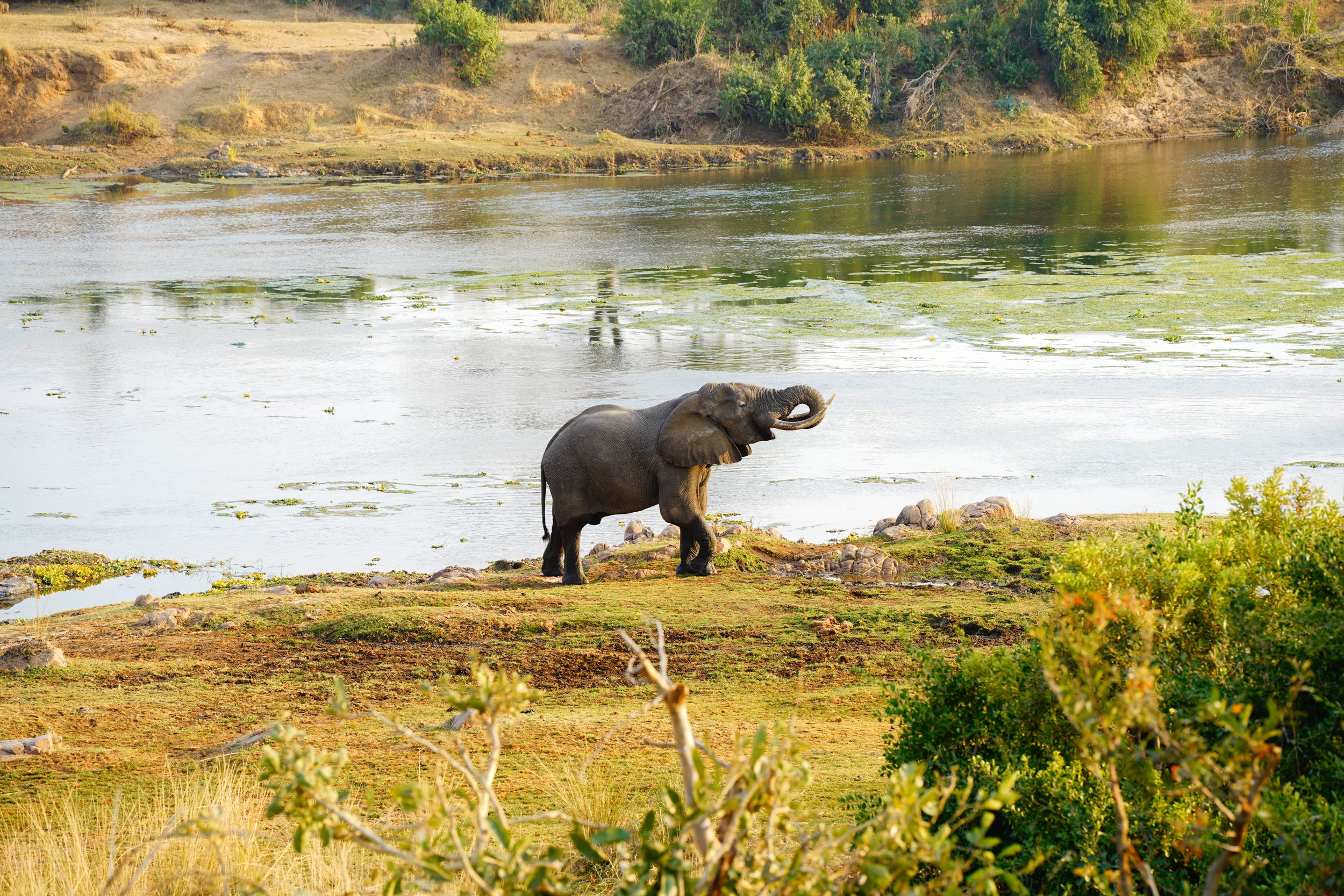 An elephant pauses at the water’s edge, a quiet moment of refreshment in the African wilderness.