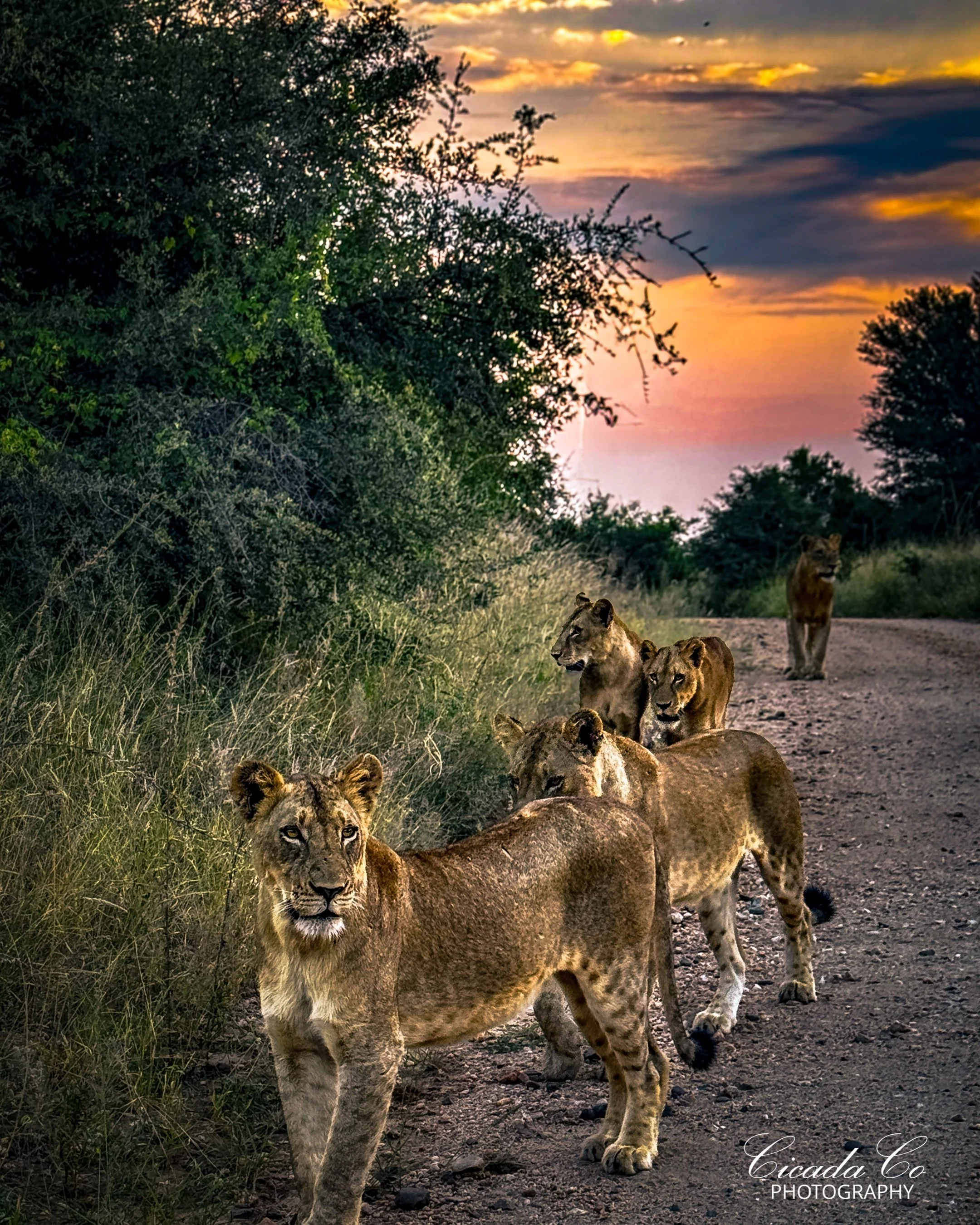 A pride of lions walks along the road, completely at ease in their natural territory.