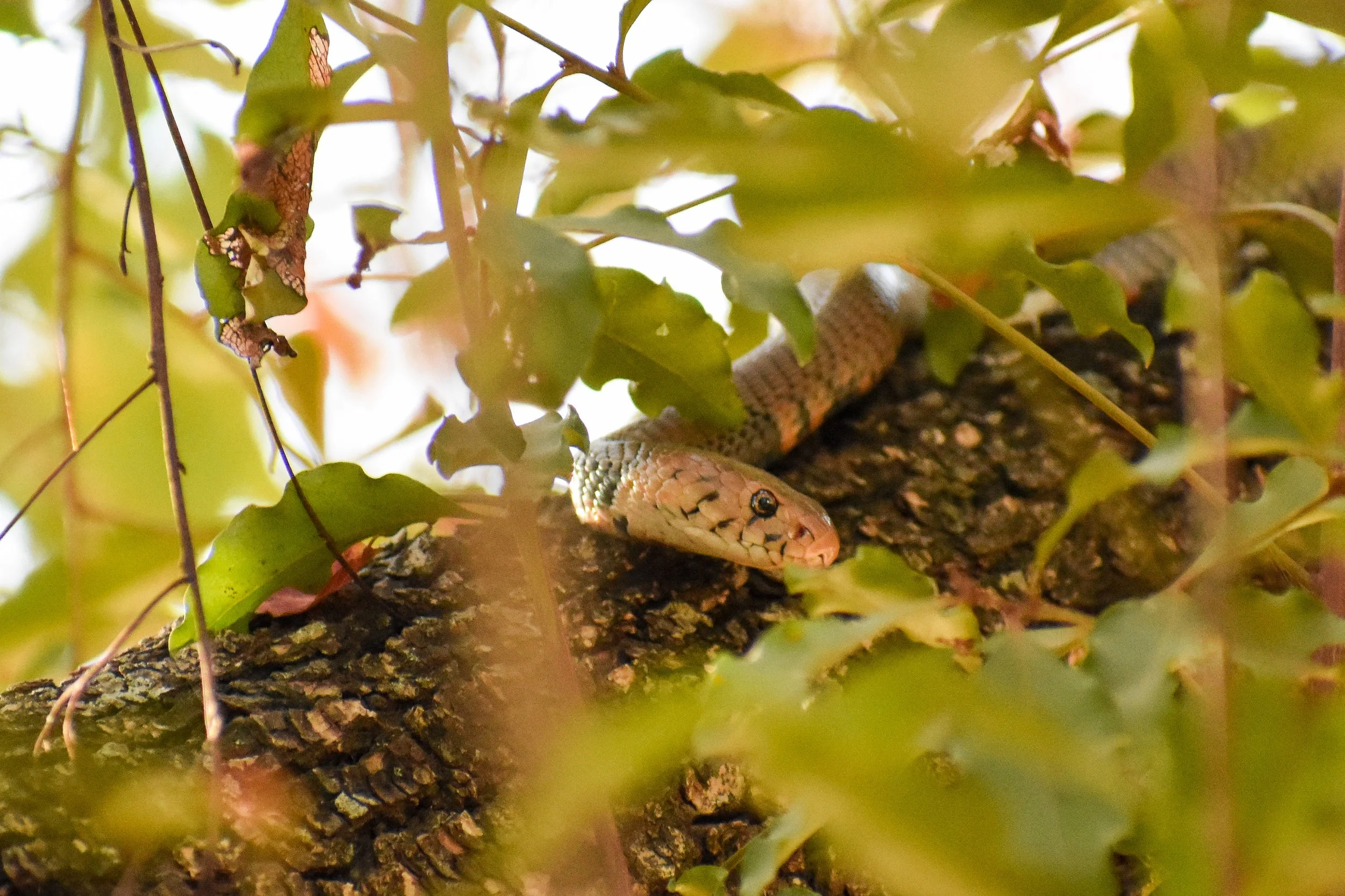 A Mozambique spitting cobra rests in a tree, an impressive and rarely seen sighting.