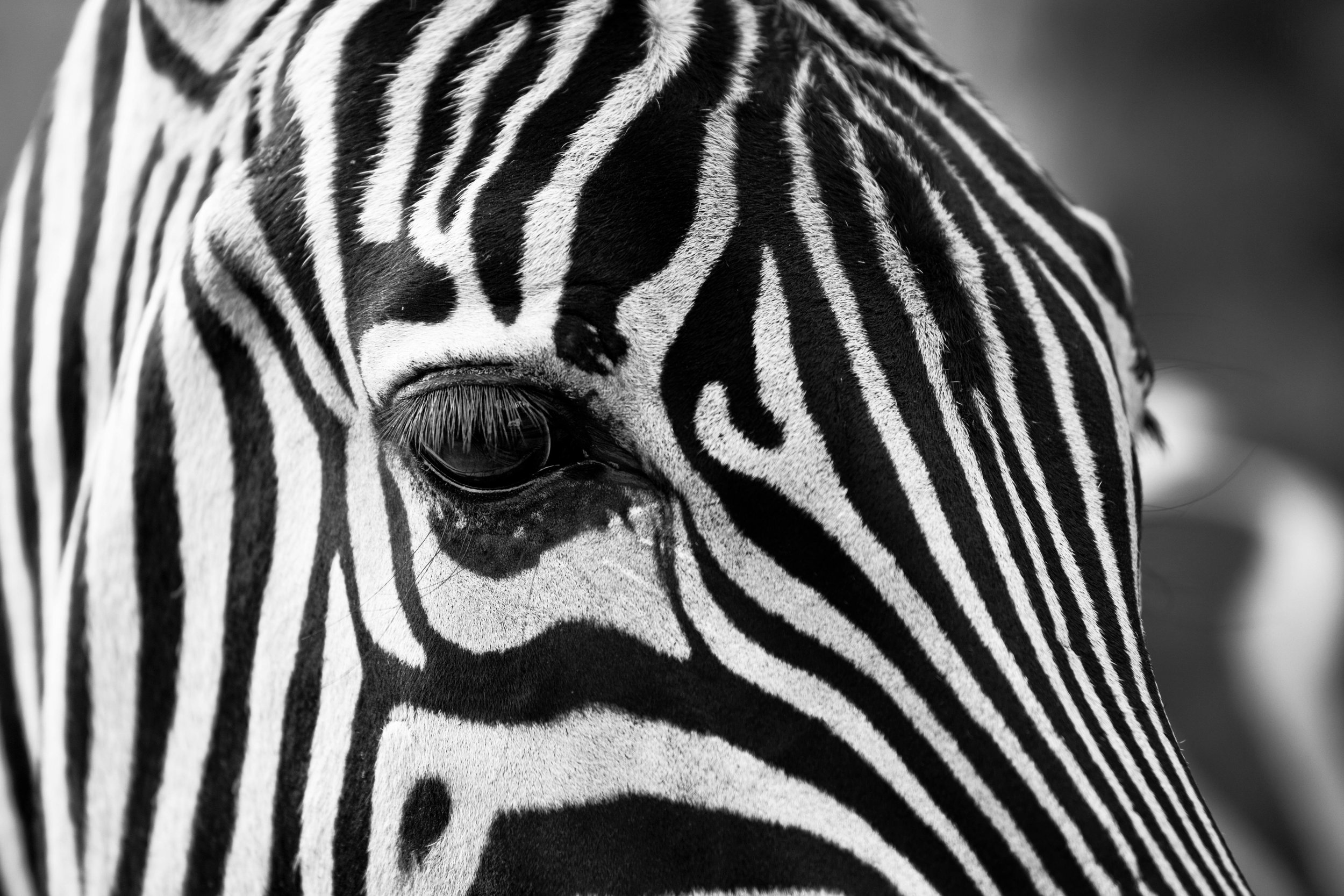 Close-up of a zebra's face in black and white, showing its eye and striped pattern.