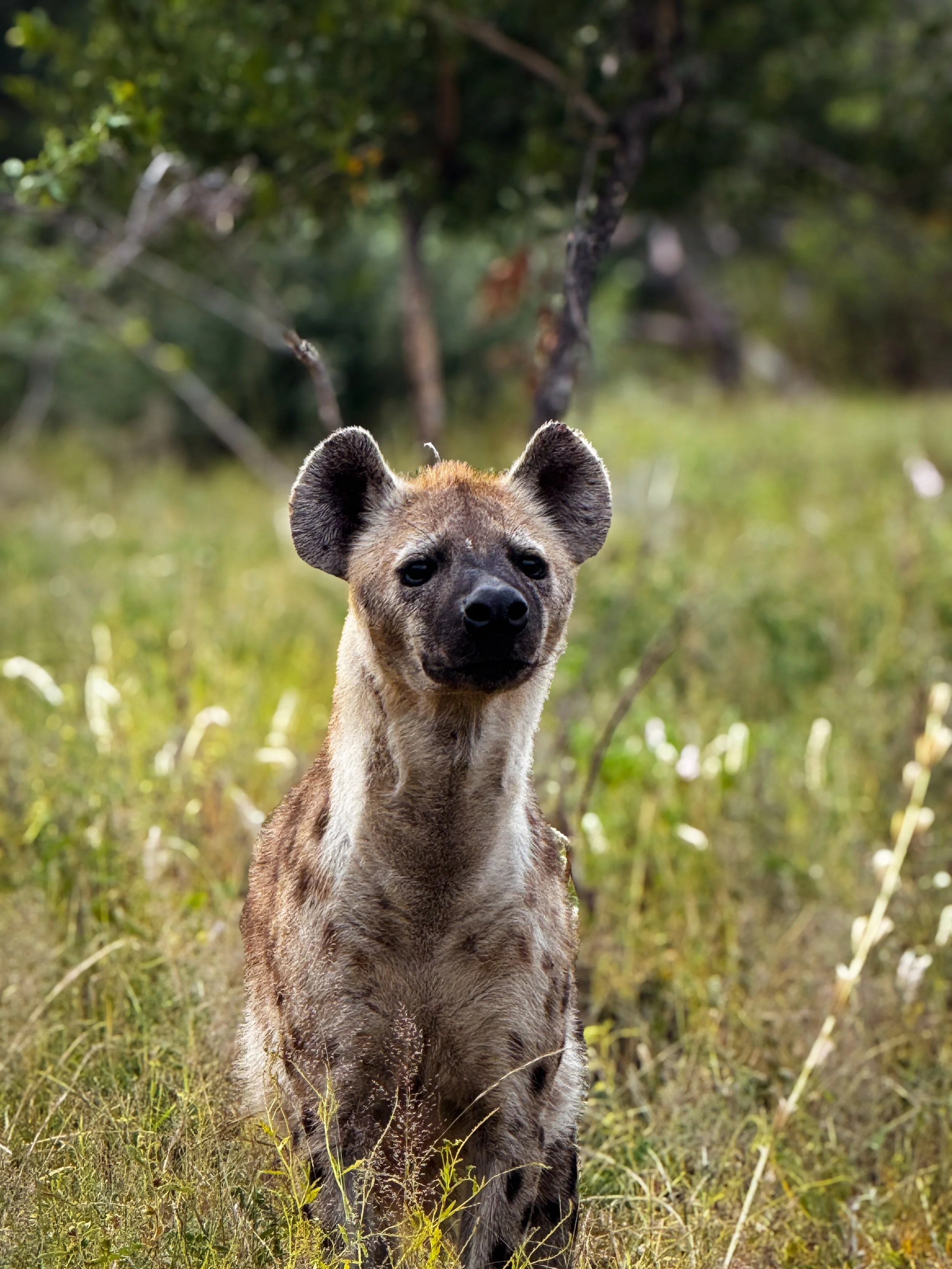 A curious hyena moves closer, sniffing the air with cautious interest.