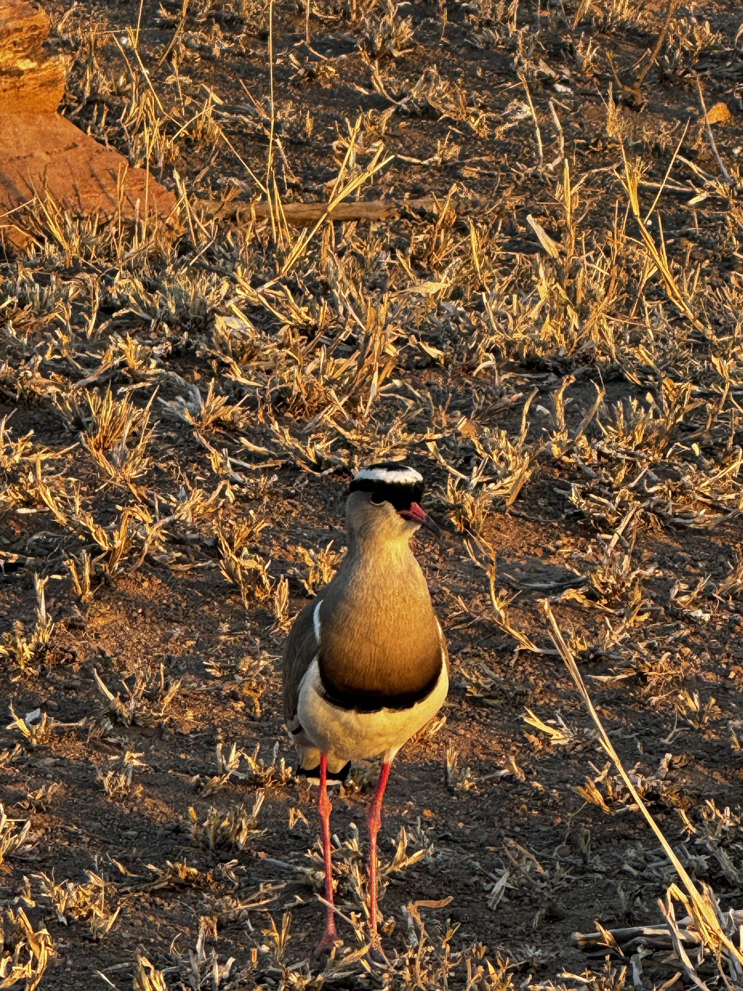 A crowned plover stands gracefully in open terrain, a delicate presence in the savanna.