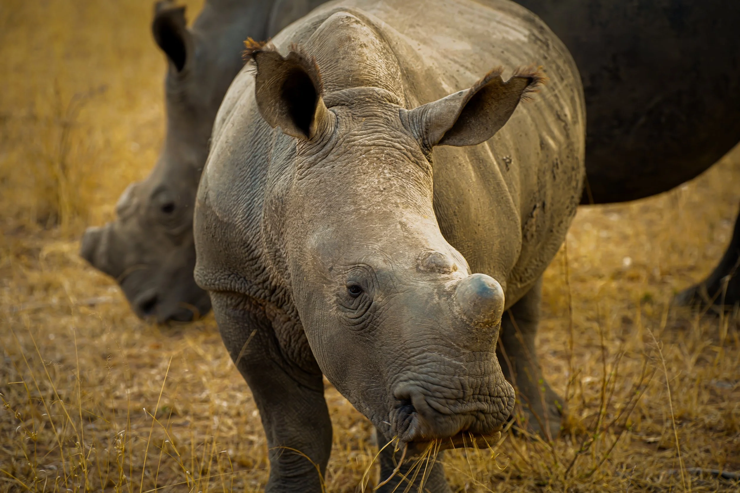 Rhino sighting during a responsible and ethical safari experience.