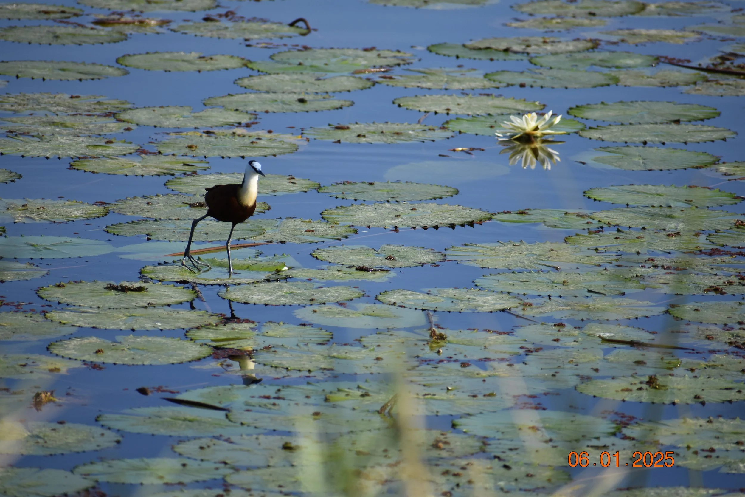 An African jacana walks effortlessly across lily pads, earning its nickname “the lily trotter.”