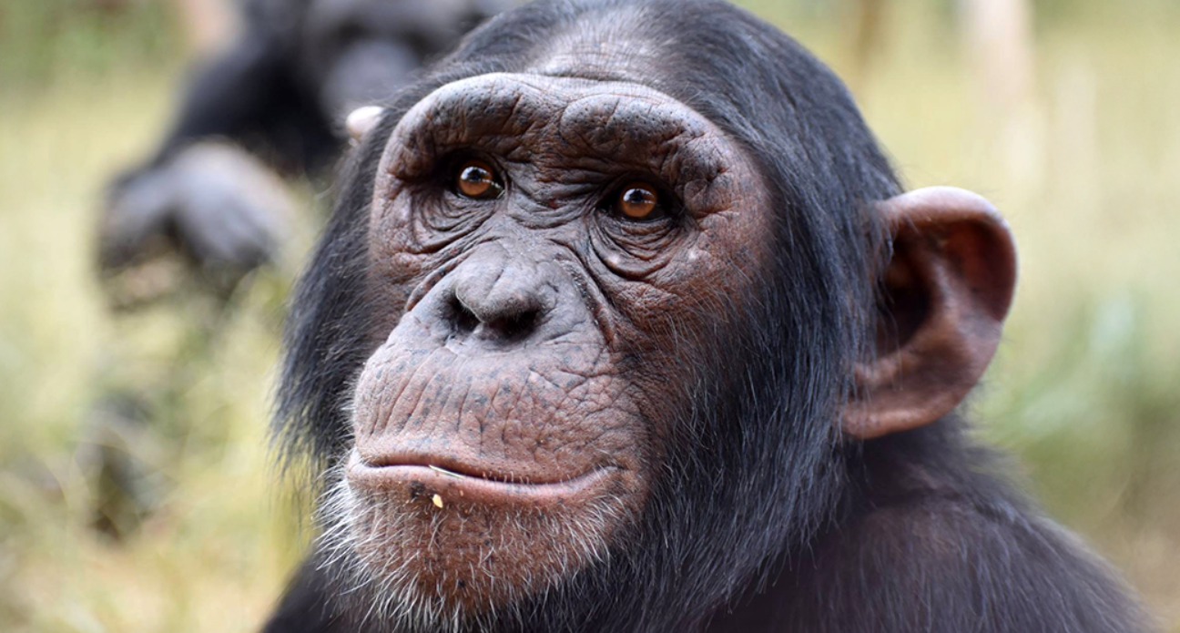 Close-up of a chimpanzee with a contemplative expression, showing detailed facial features and brown eyes, with another chimpanzee in the blurry background.