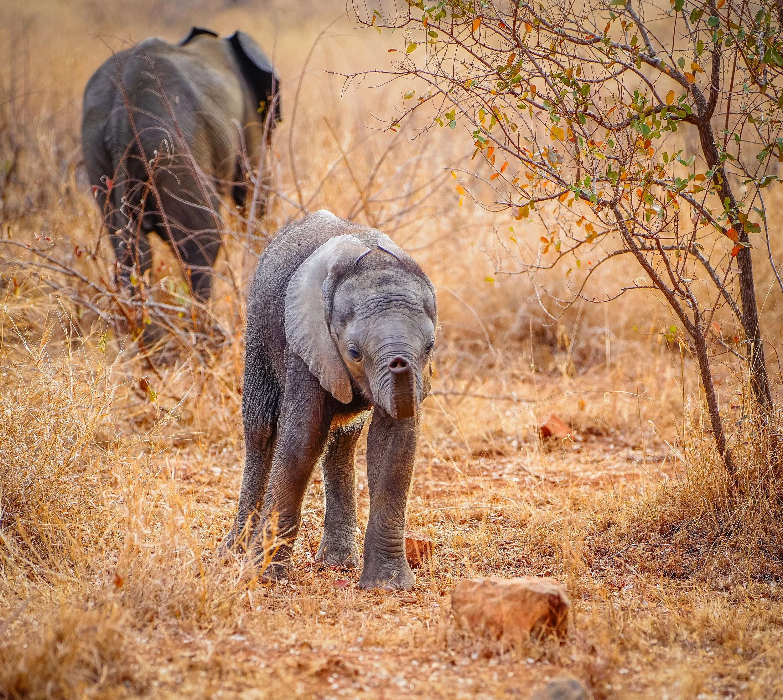 A curious baby elephant reaching out with its trunk, a playful and intimate encounter that showcases the gentle nature of these animals.