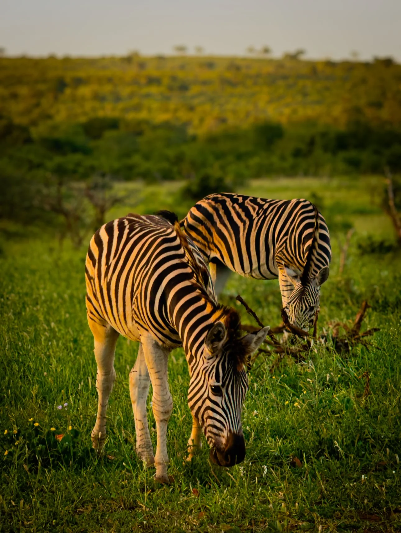 Two zebra graze side by side, their bold stripes blending into the open plains.