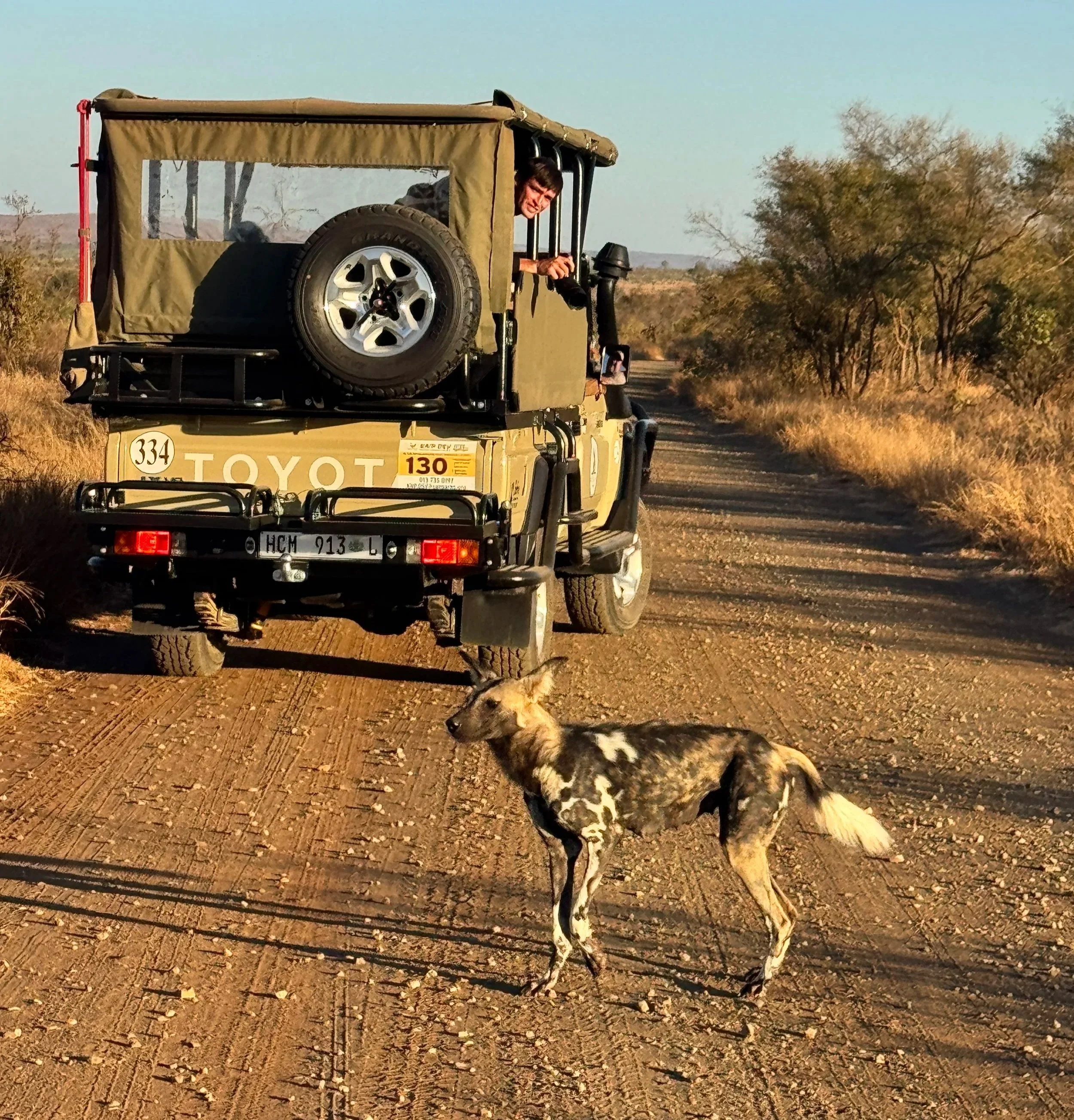A person in a safari jeep looking out, with a dog standing on a dirt road in a dry landscape with sparse trees.