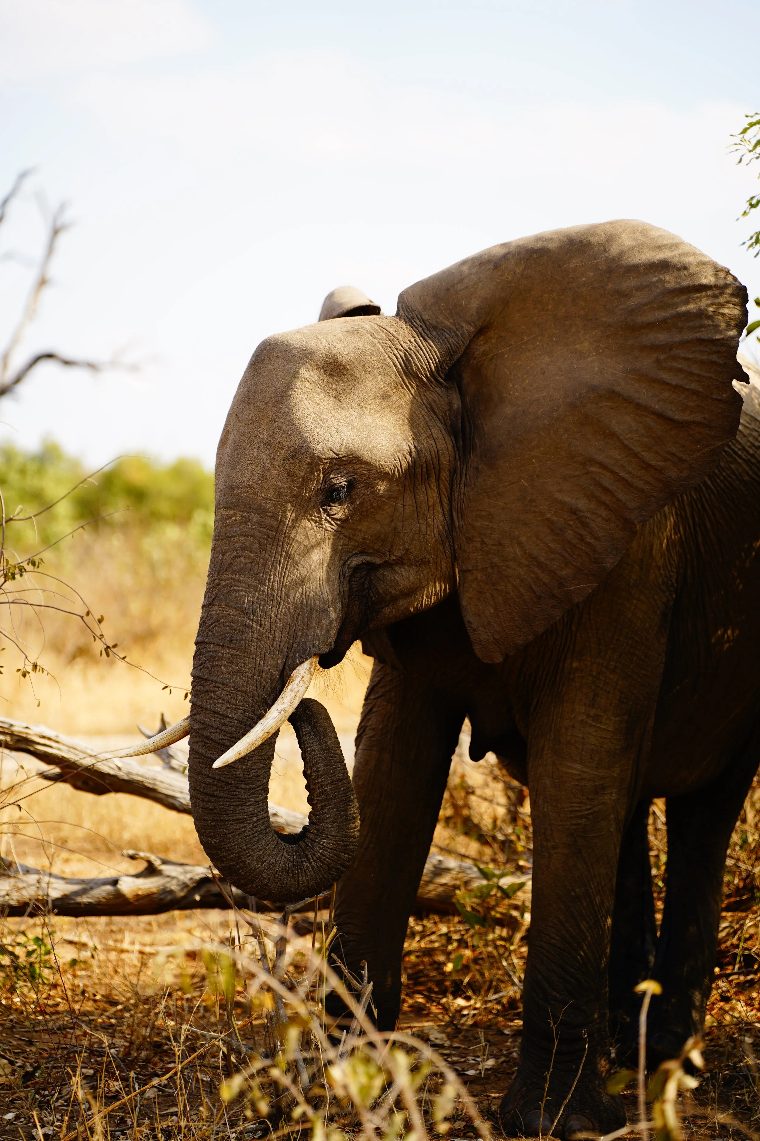 A side-profile view of an elephant, emphasizing its scale, texture, and calm presence in the African wilderness.