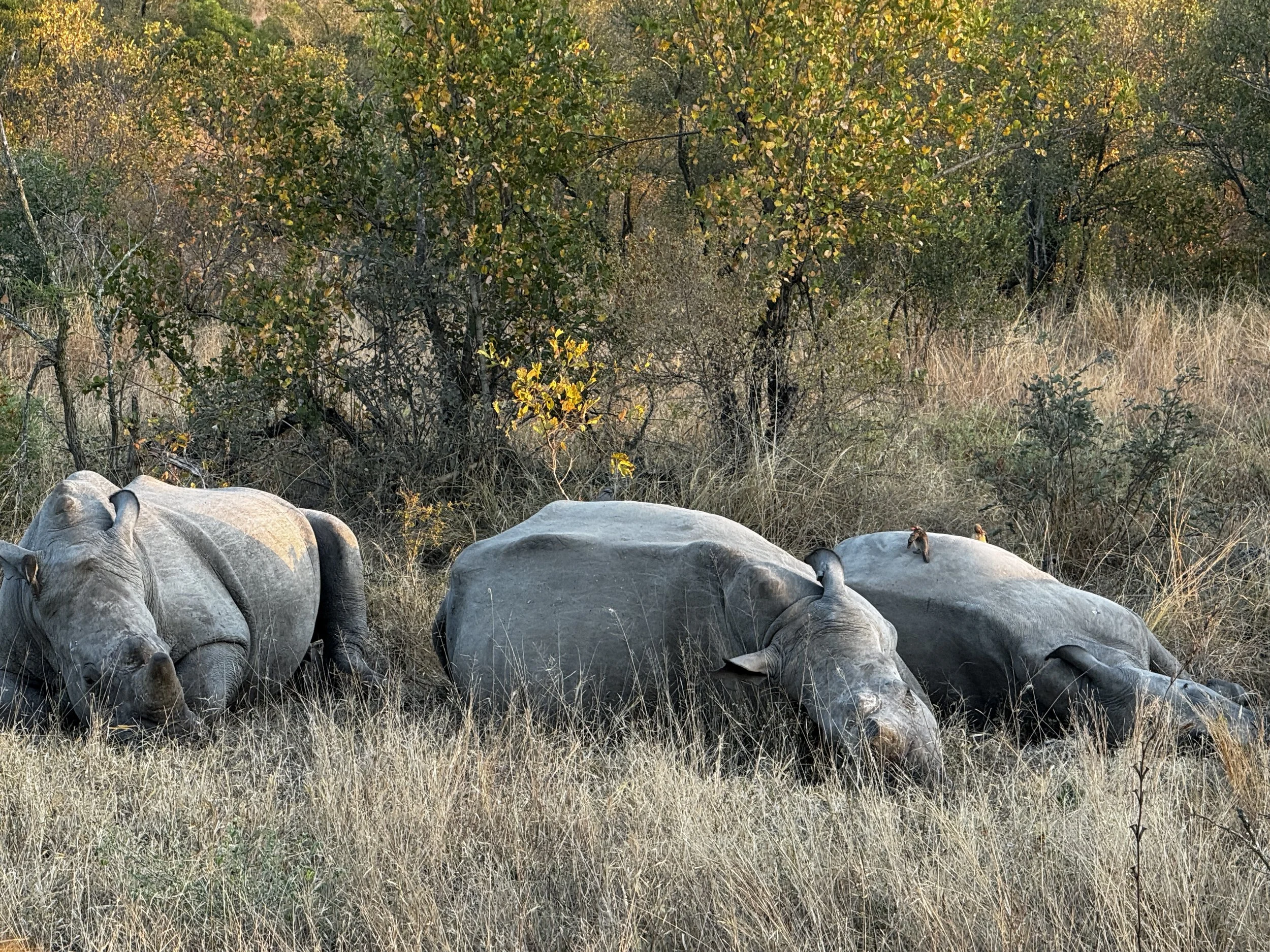 Three large rhinoceroses resting on the grass in a savanna landscape with trees and bushes in the background.