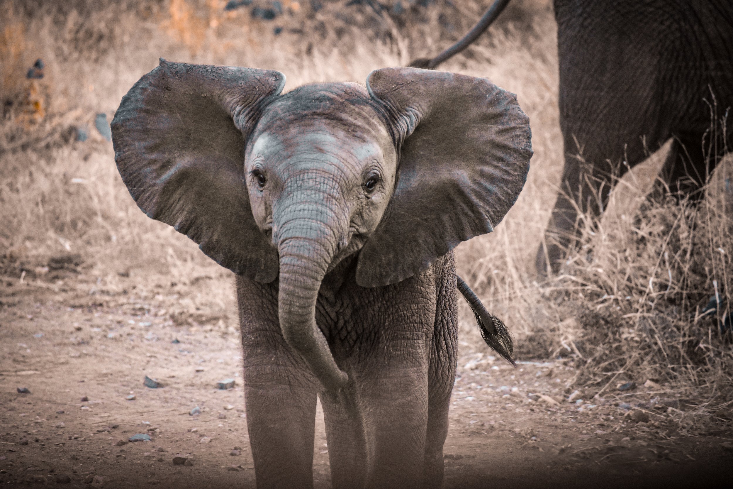 Young elephants practice mock charges, full of energy and playful confidence