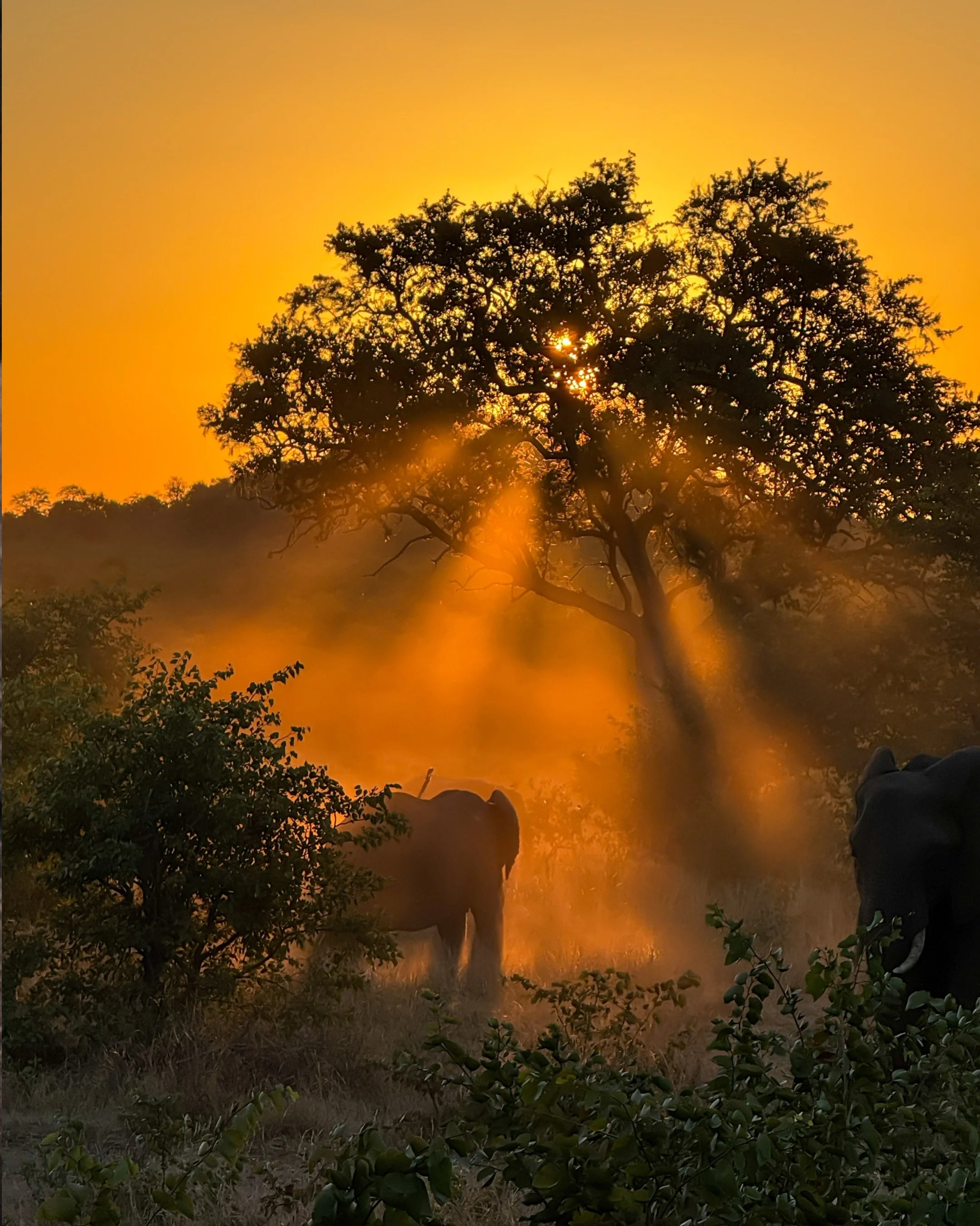 Elephant moving through the bush at dusk in Kruger National Park.