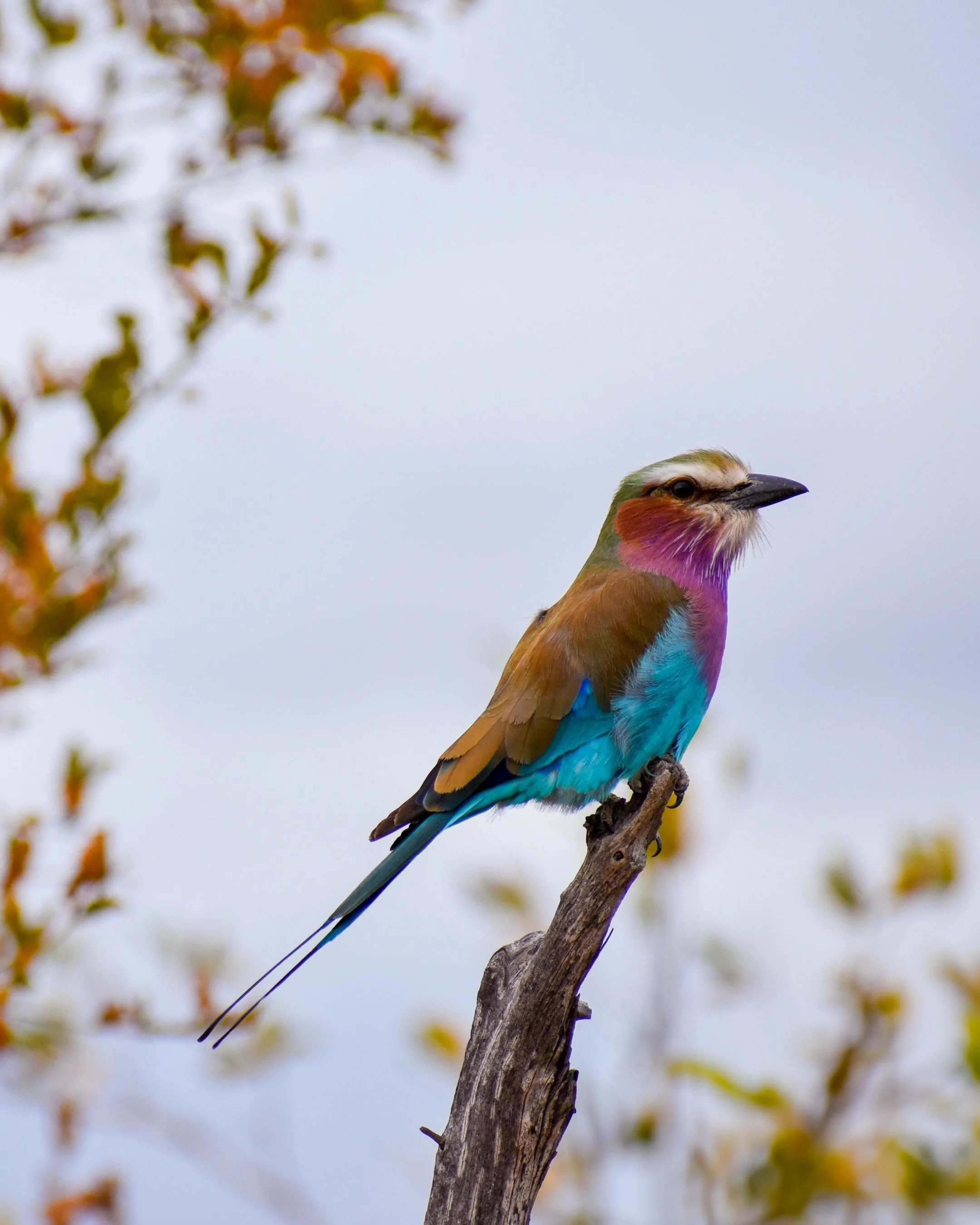 Lilac-breasted roller spotted during a guided game drive in Kruger.