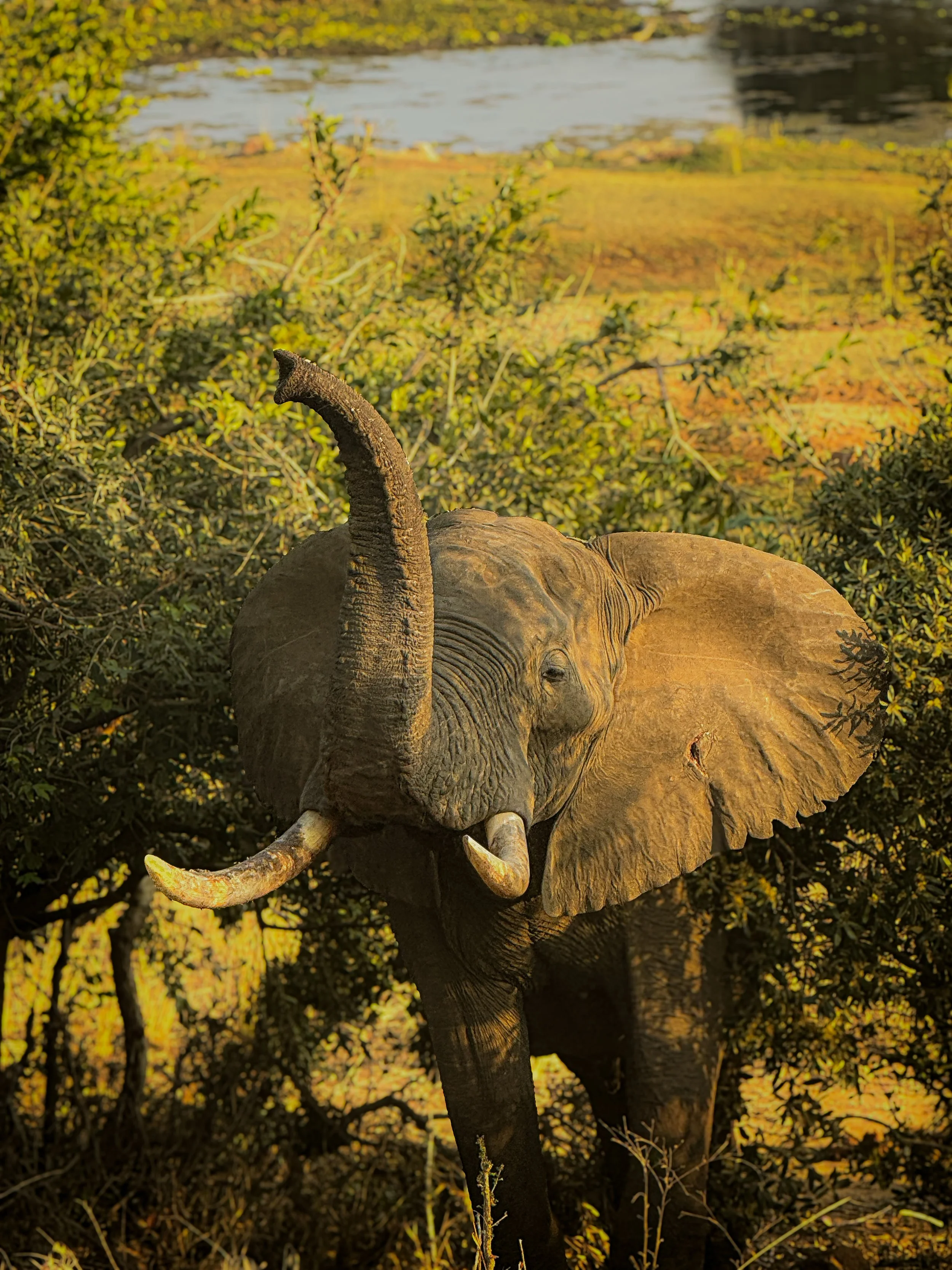 An elephant approaching the lodge area, using its trunk to explore its surroundings in a rare and unforgettable close encounter.