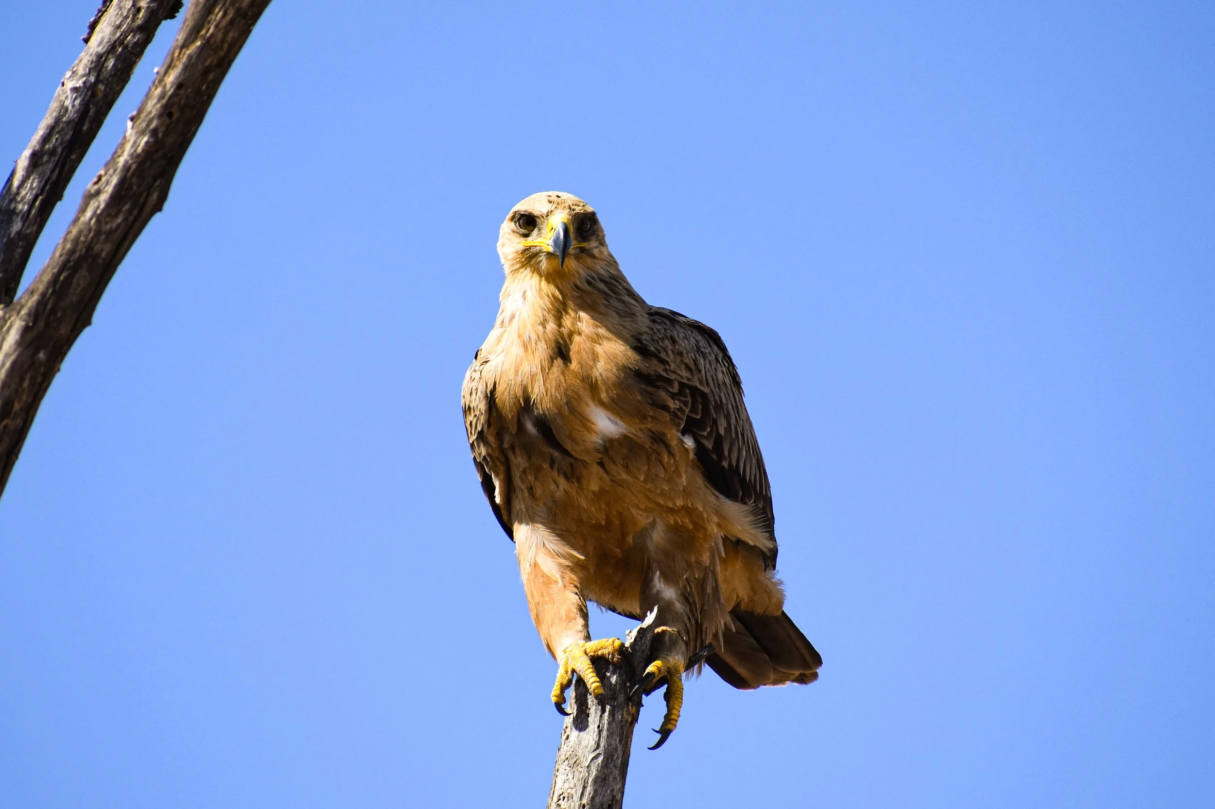 A tawny eagle perches confidently, scanning the landscape from above.