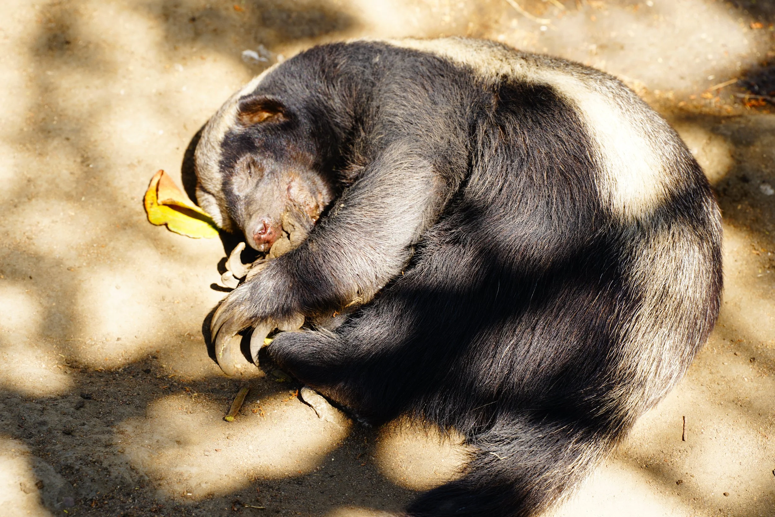 A baby sloth sleeping curled up on sandy ground, holding a small branch or leaf.