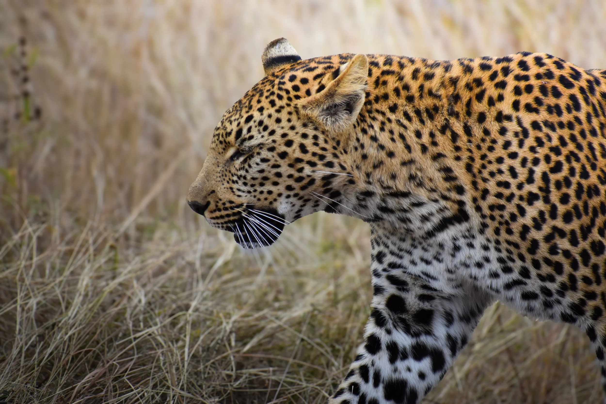 Female leopard walking calmly past a safari vehicle during a game drive in South Africa.