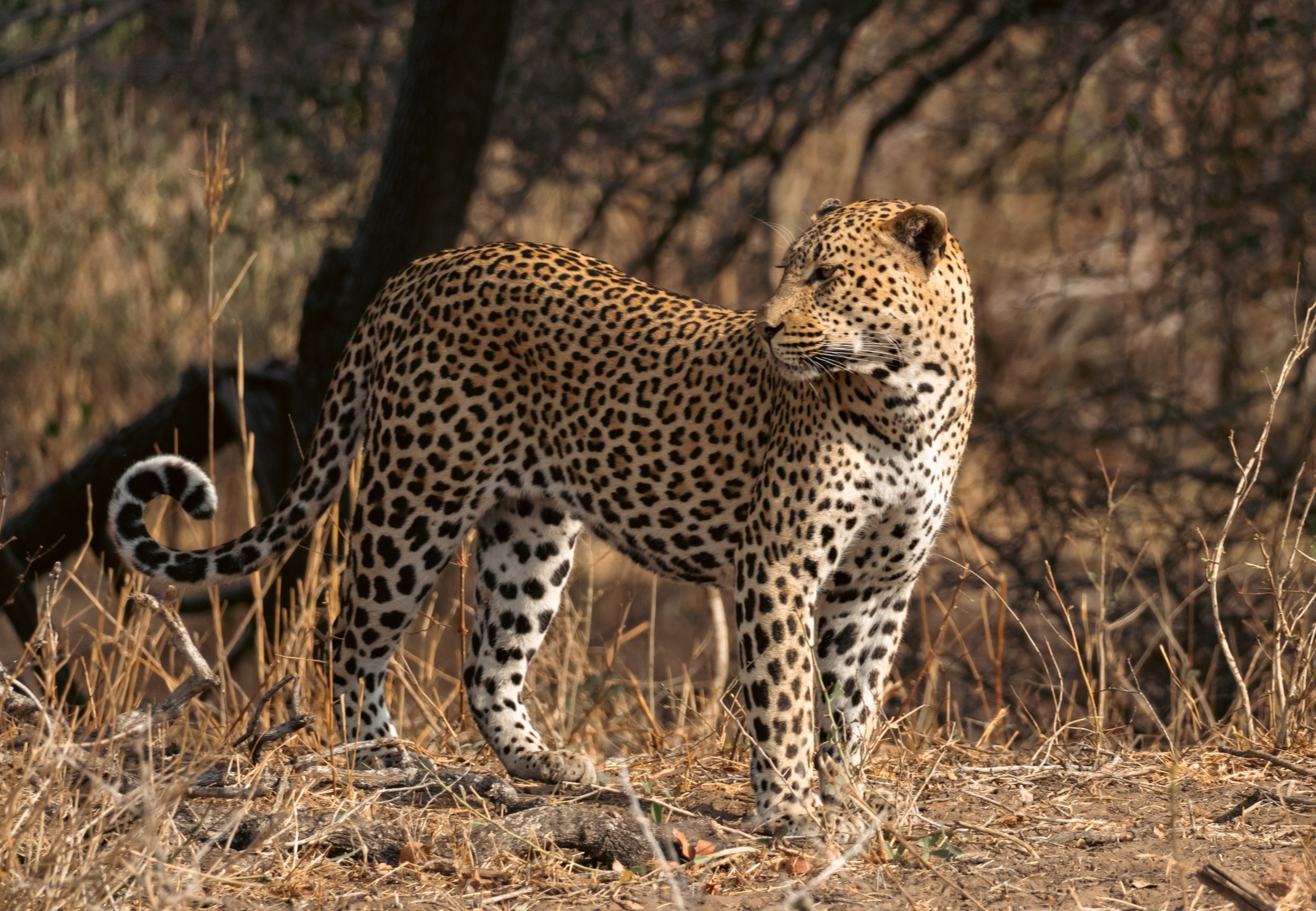 Leopard sighting during an early morning game drive in Kruger National Park.