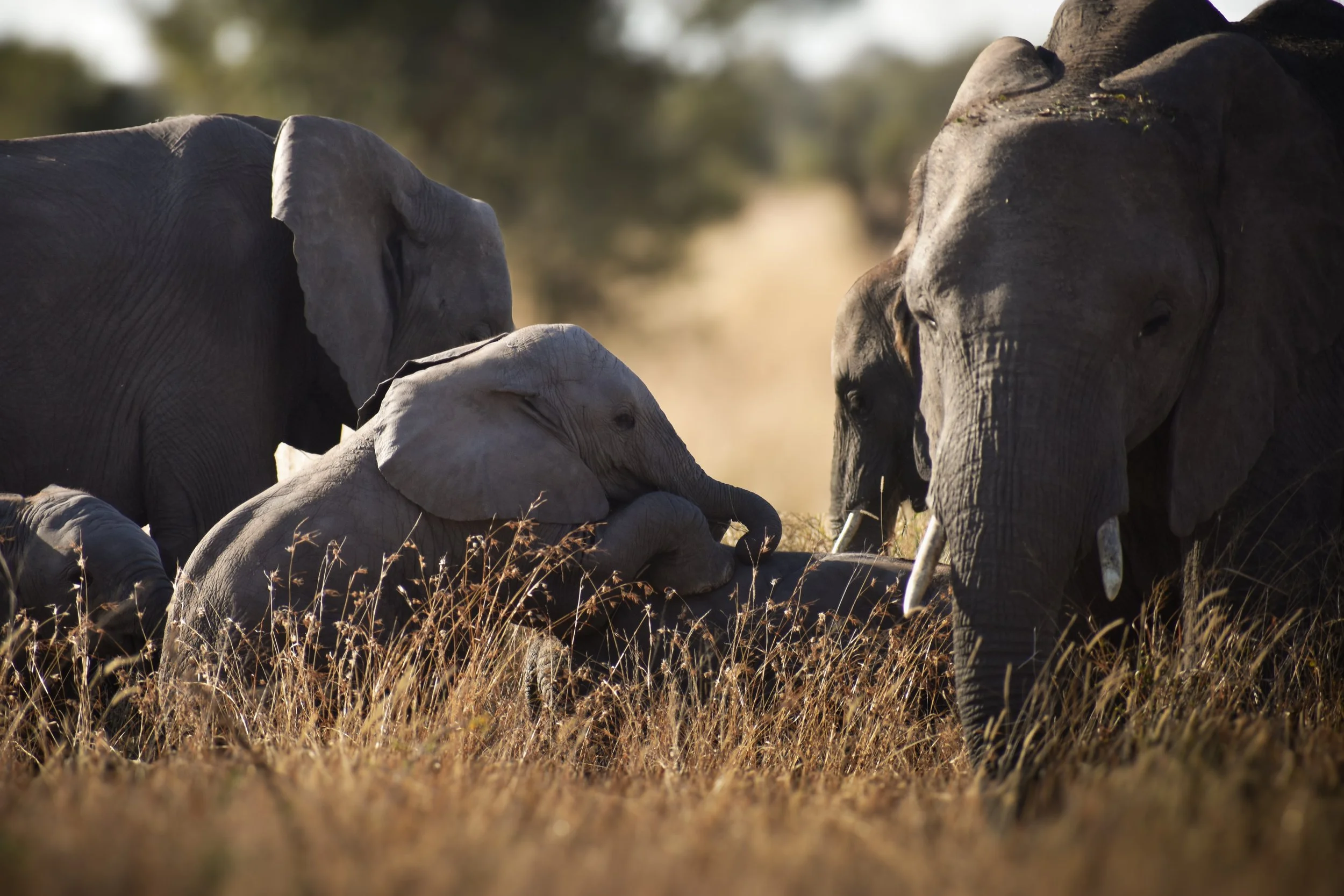A herd of elephants, including a baby, standing in tall grass in a natural habitat.