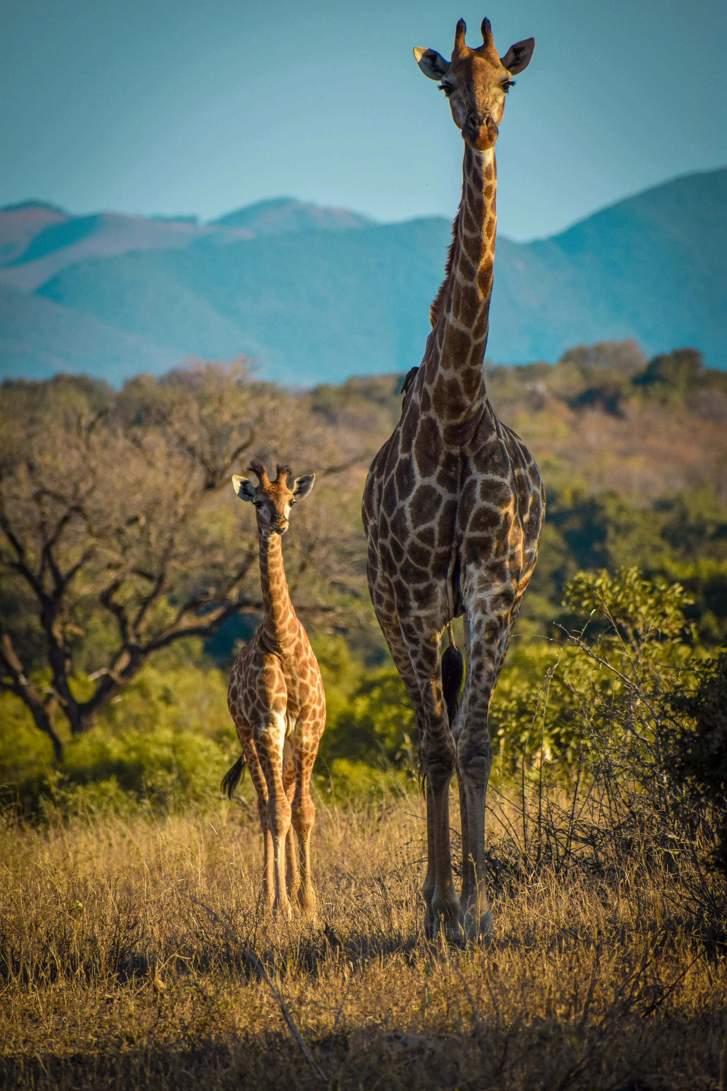 A giraffe mother walks beside her calf, a tender moment of protection and guidance.