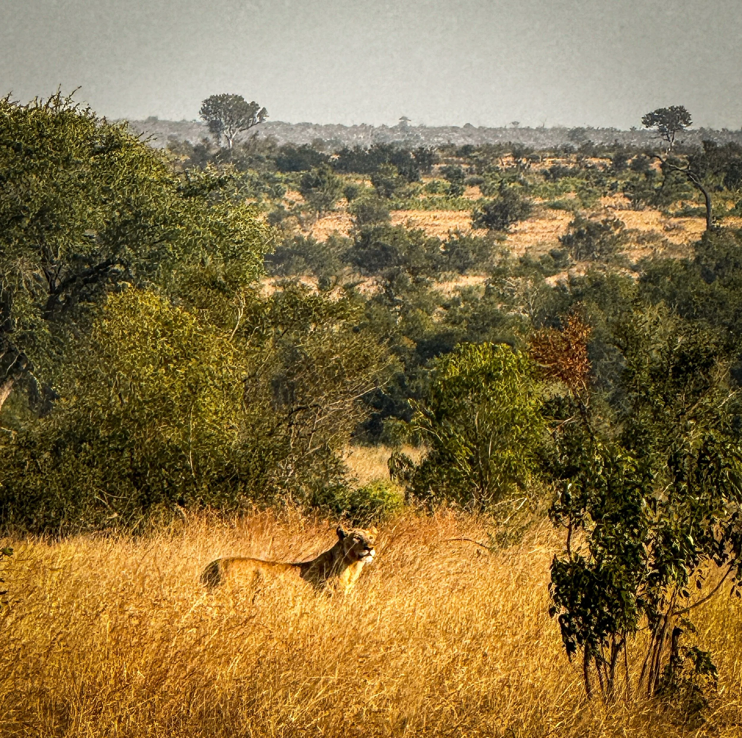 A lioness stalks a warthog across the grassland, a raw glimpse into predator and prey.
